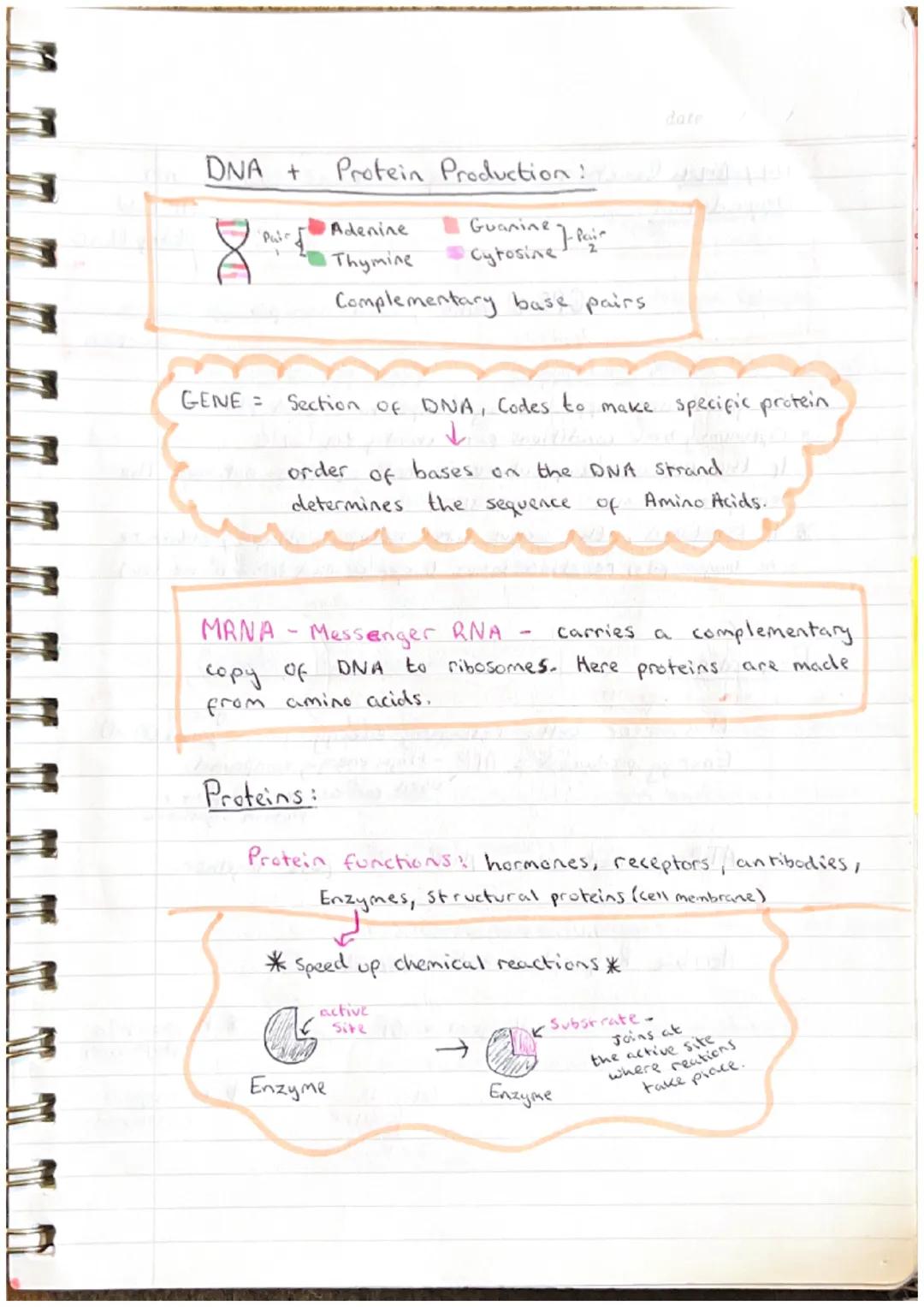 date
# Cell Biology
# Cell Structure:
Animal
nucleust
cell membrane
B
Ribosomes
cytoplasm
meribosome
Mitochondria
Funga L
nucleu