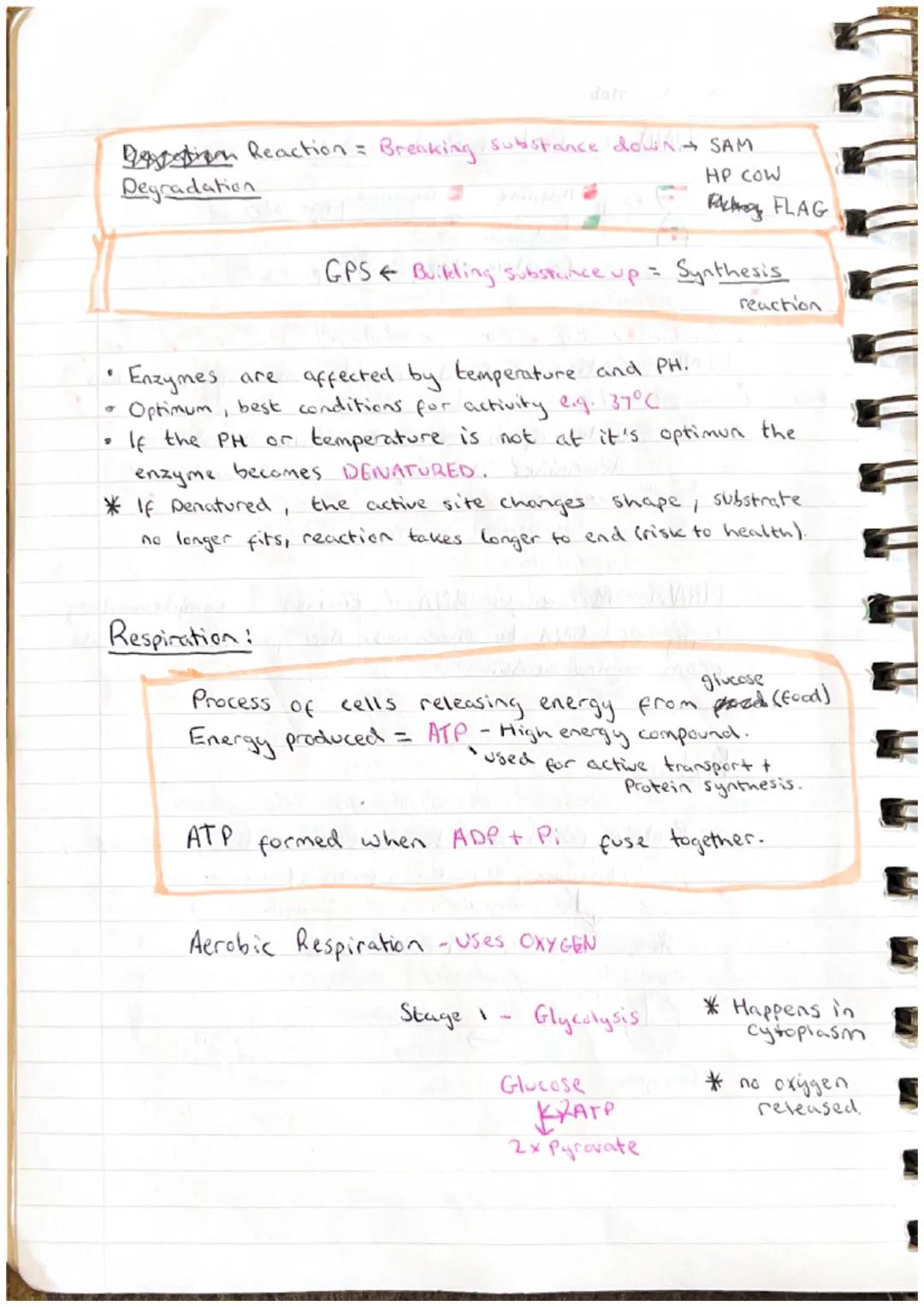 date
# Cell Biology
# Cell Structure:
Animal
nucleust
cell membrane
B
Ribosomes
cytoplasm
meribosome
Mitochondria
Funga L
nucleu