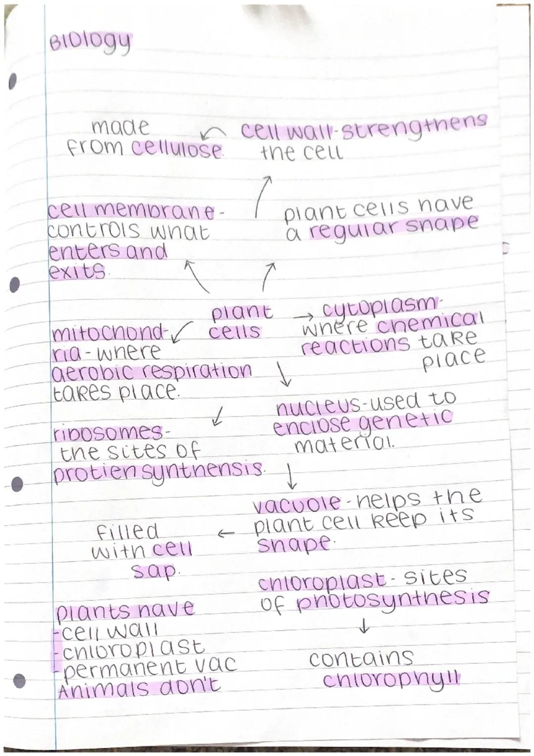 BIDIOgy
made
from cellulose.
cell membrane-
controls what
enters and
exits.
cell wall-strengthens
the cell
plant
mitochond cells
ria-whe