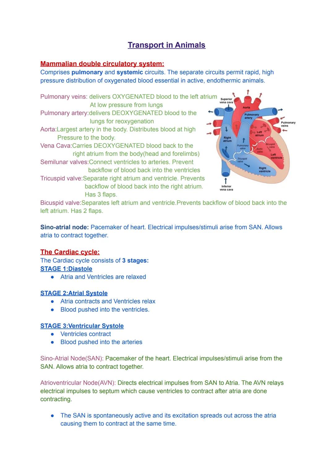 WJEC EDUQAS-A Level Biology- Transport in Animals