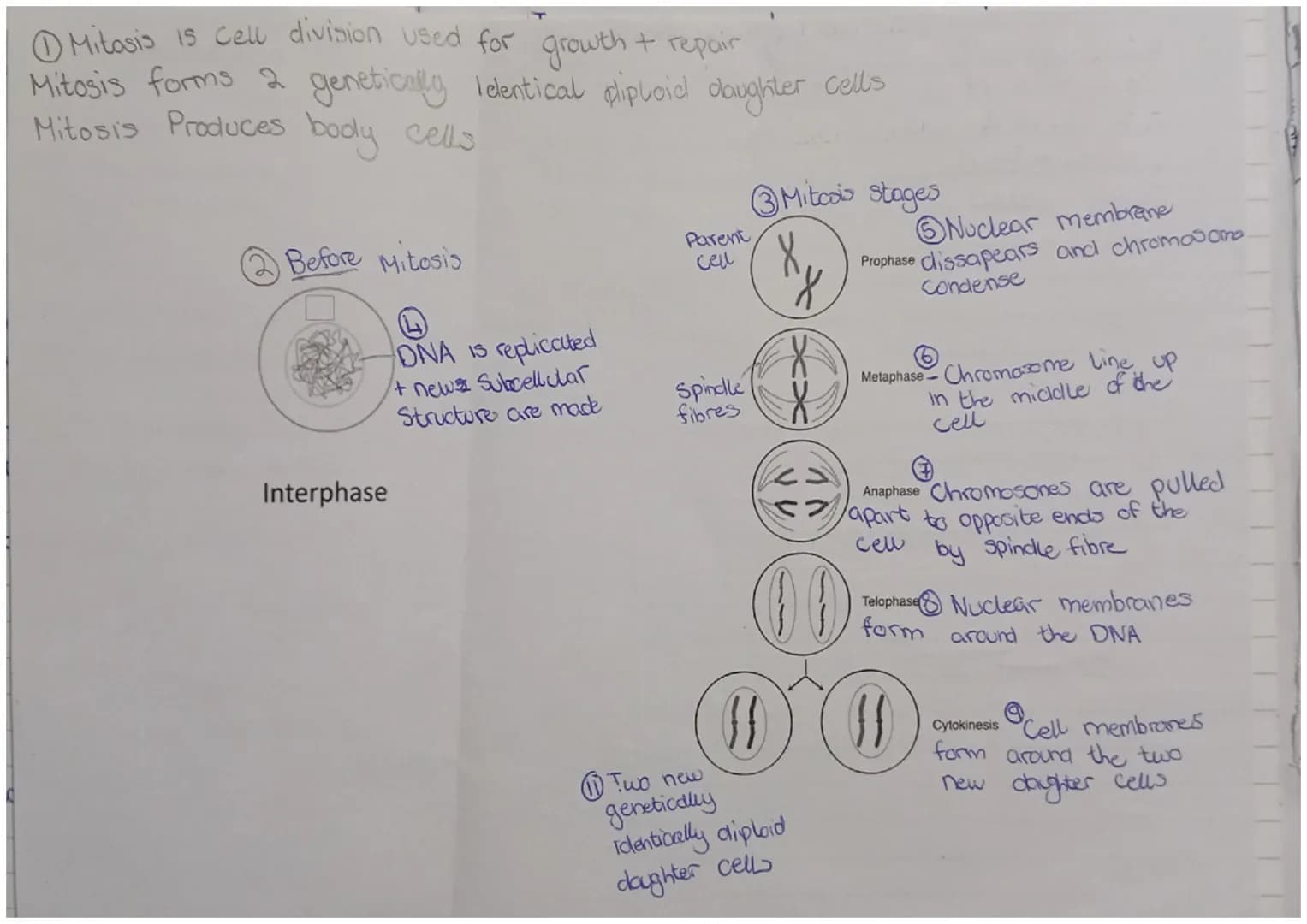 ① Mitosis is cell division used for growth + repair
Mitosis forms 2 genetically Identical diploid daughter cells
Mitosis Produces body cells