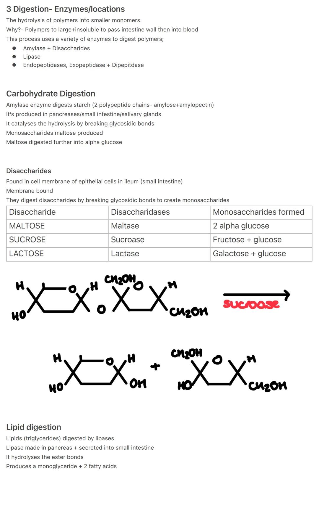 3 Digestion- Enzymes/locations
The hydrolysis of polymers into smaller monomers.
Why?- Polymers to large+insoluble to pass intestine wall th