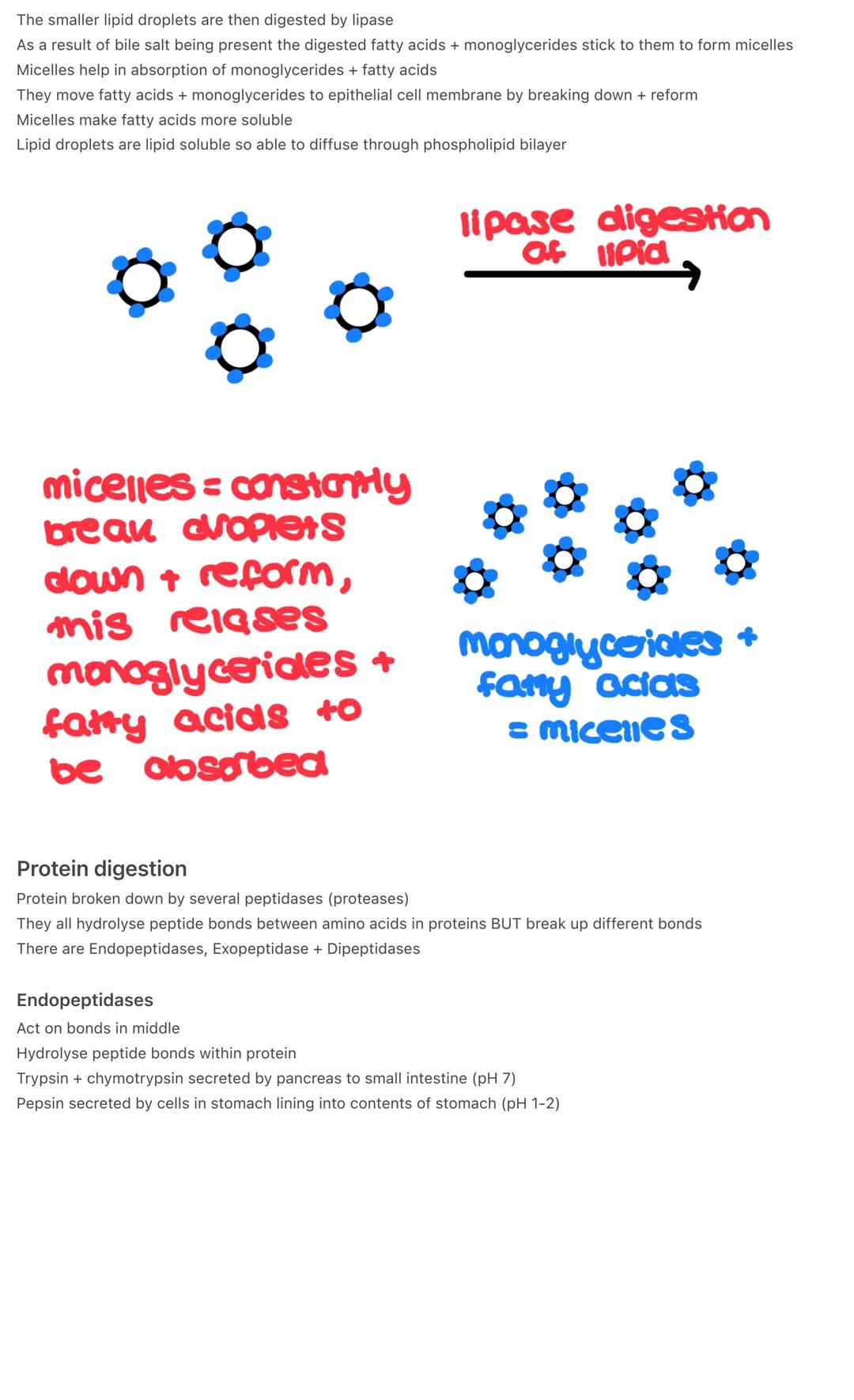 3 Digestion- Enzymes/locations
The hydrolysis of polymers into smaller monomers.
Why?- Polymers to large+insoluble to pass intestine wall th