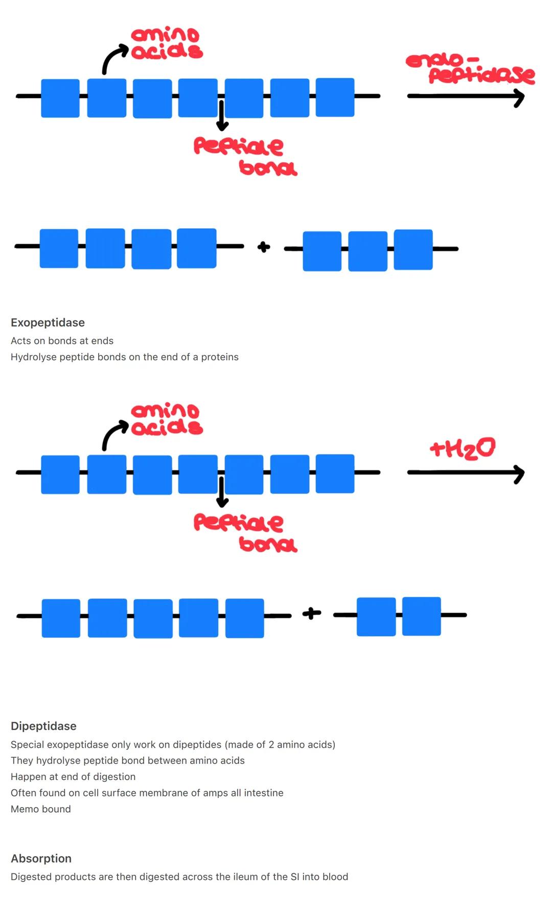3 Digestion- Enzymes/locations
The hydrolysis of polymers into smaller monomers.
Why?- Polymers to large+insoluble to pass intestine wall th