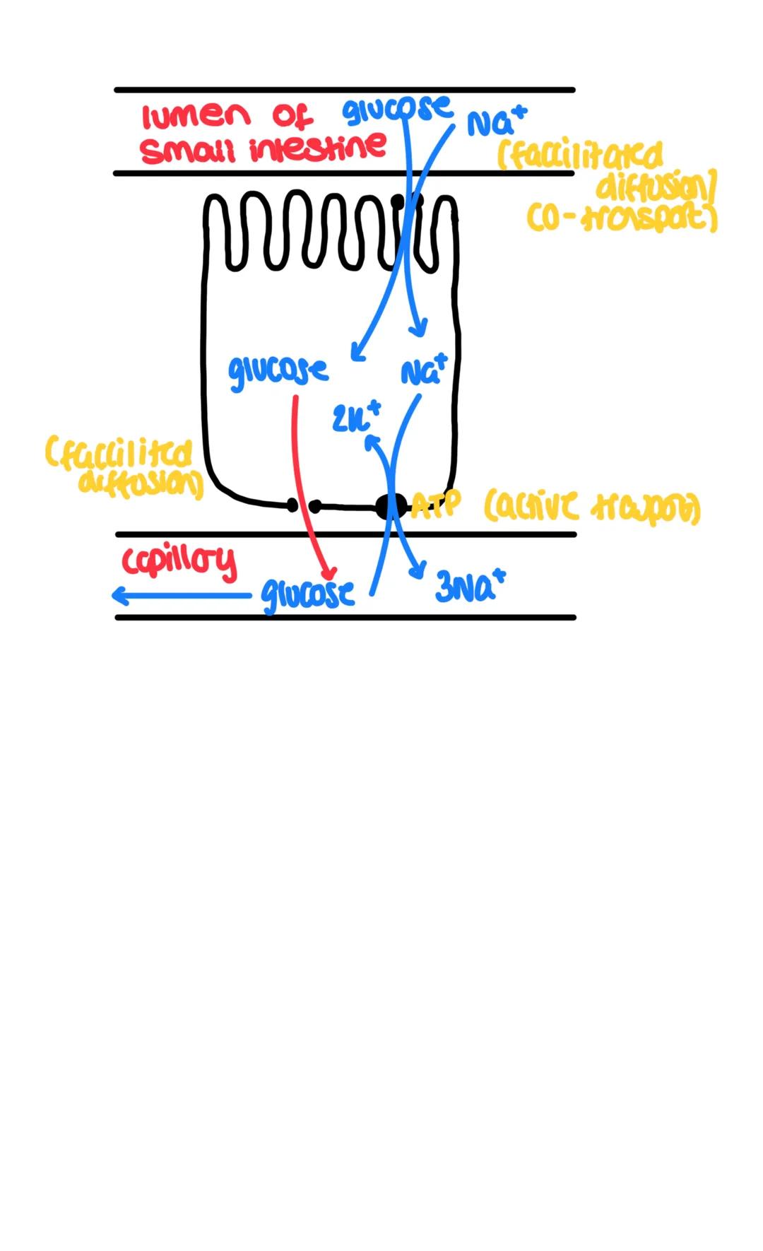 3 Digestion- Enzymes/locations
The hydrolysis of polymers into smaller monomers.
Why?- Polymers to large+insoluble to pass intestine wall th