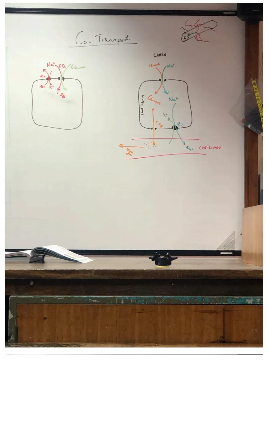3 Digestion- Enzymes/locations
The hydrolysis of polymers into smaller monomers.
Why?- Polymers to large+insoluble to pass intestine wall th
