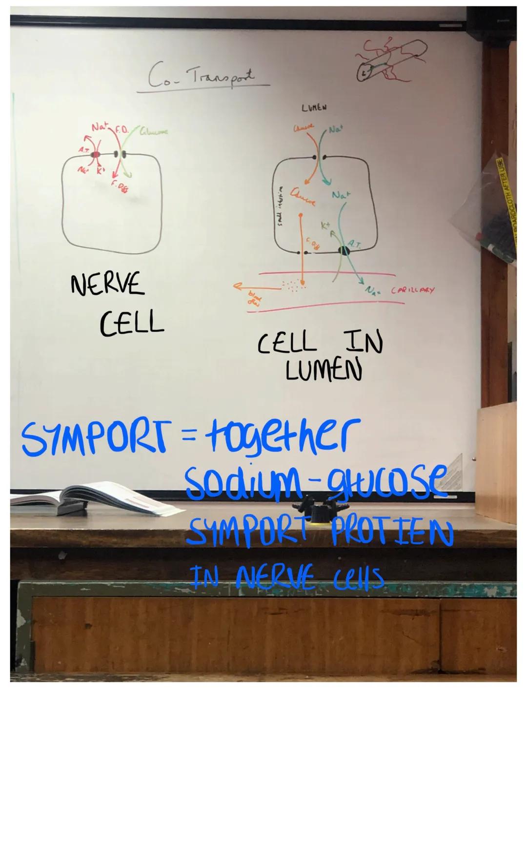 3 Digestion- Enzymes/locations
The hydrolysis of polymers into smaller monomers.
Why?- Polymers to large+insoluble to pass intestine wall th