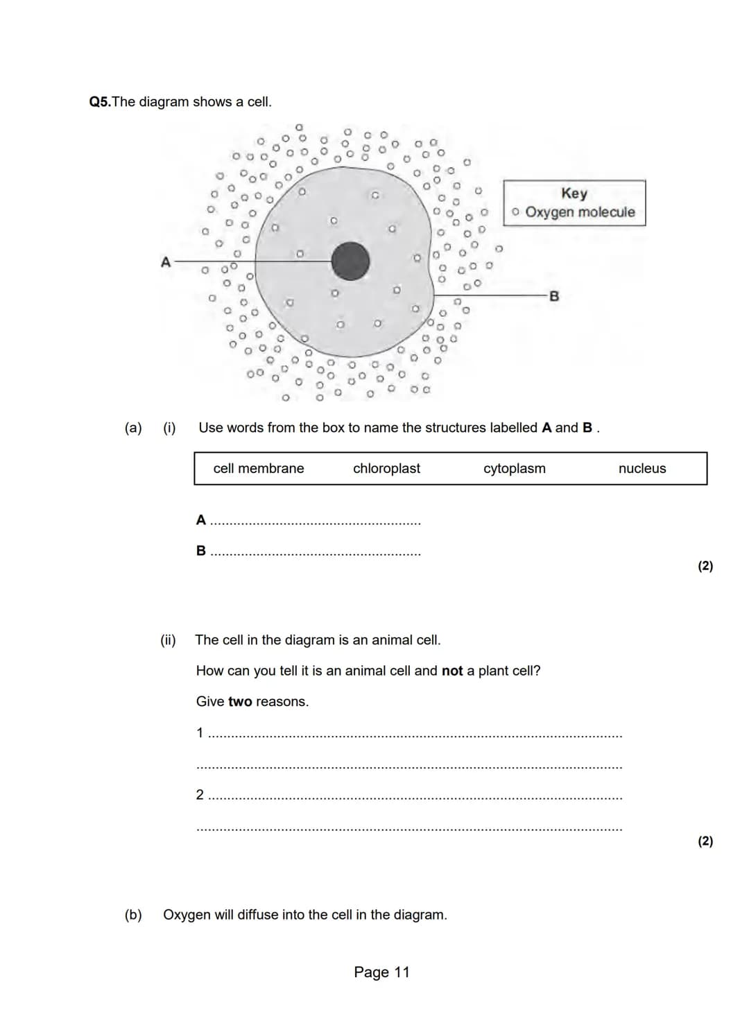 Q1.(a) The diagram shows the structure of a bacterial cell.
A
B
C
(i) On the diagram use words from the box to label structures A, B and C.