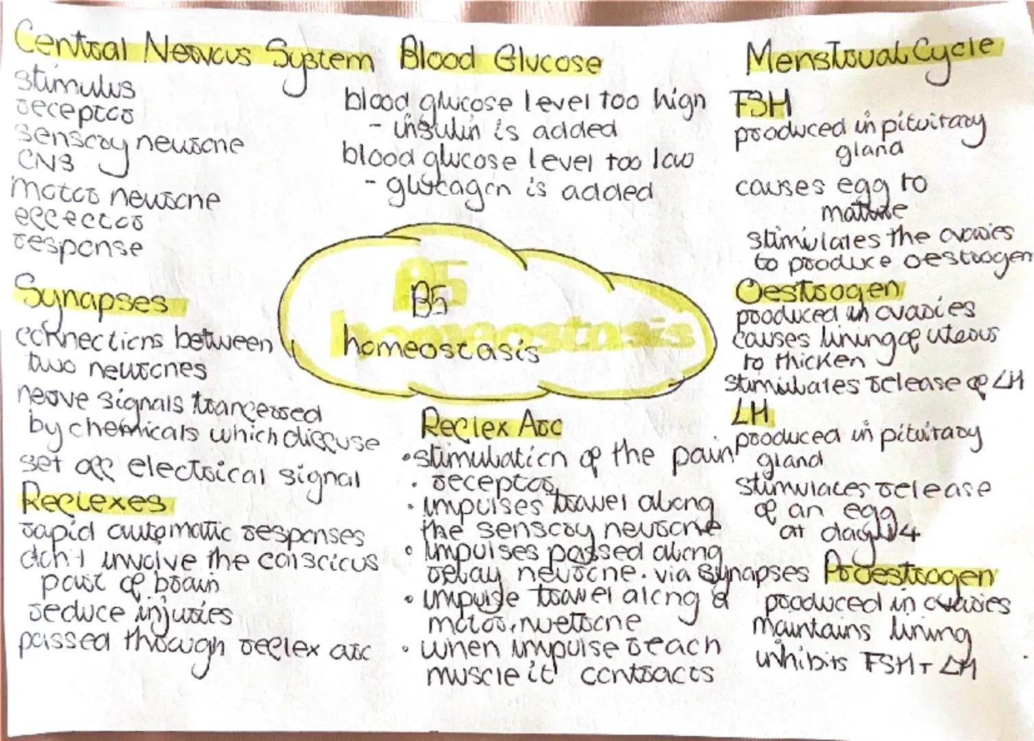 # Central Nervous System
Stimulus
receptors
Sensory neurone
CNS
Motor neurone
effectors
response
# Synapses
connections between
two neurone
