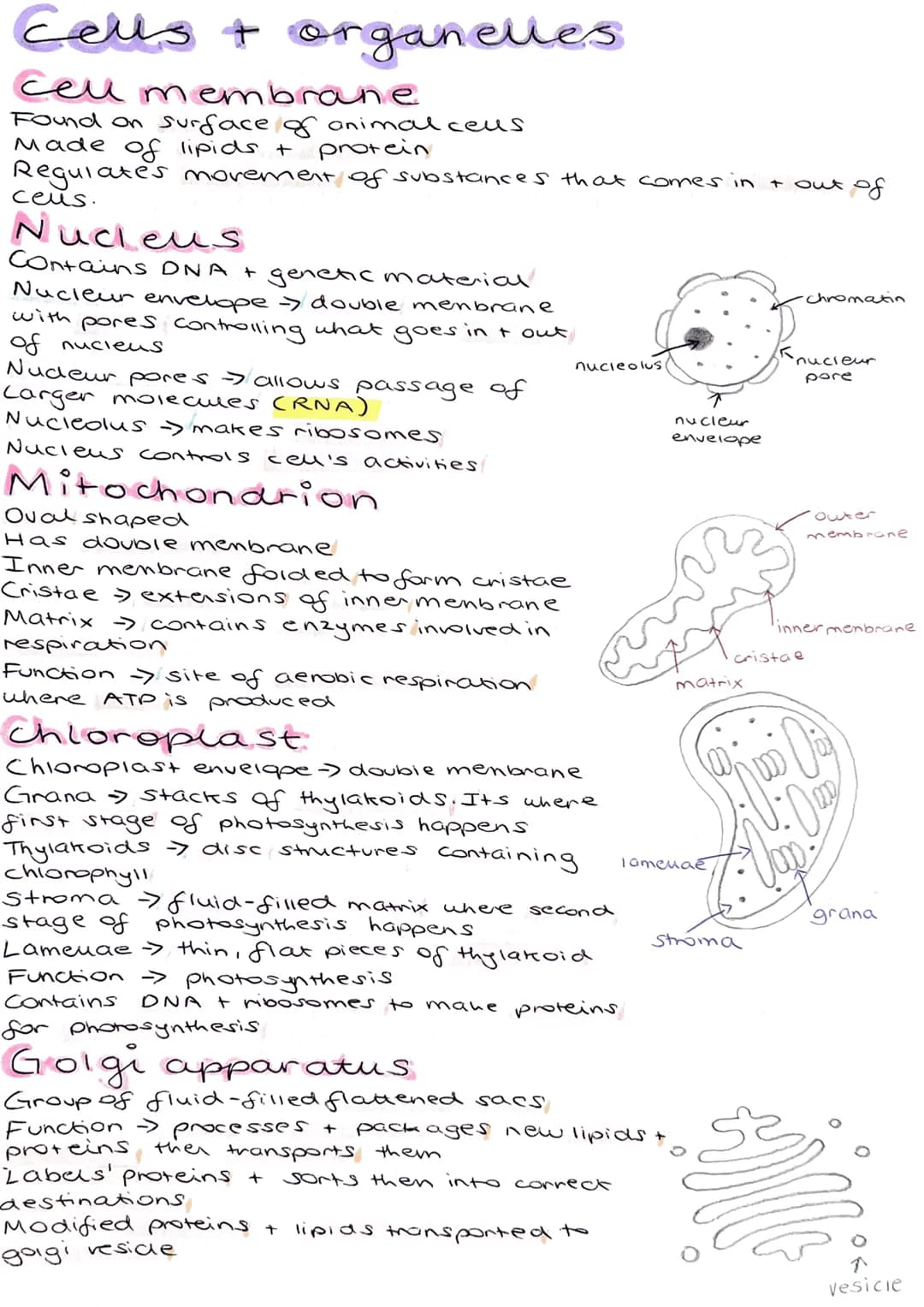 # Cells + organelles
## Cell membrane
- Found on surface of animal cells
- Made of lipids + protein
- Regulates movement of substances that