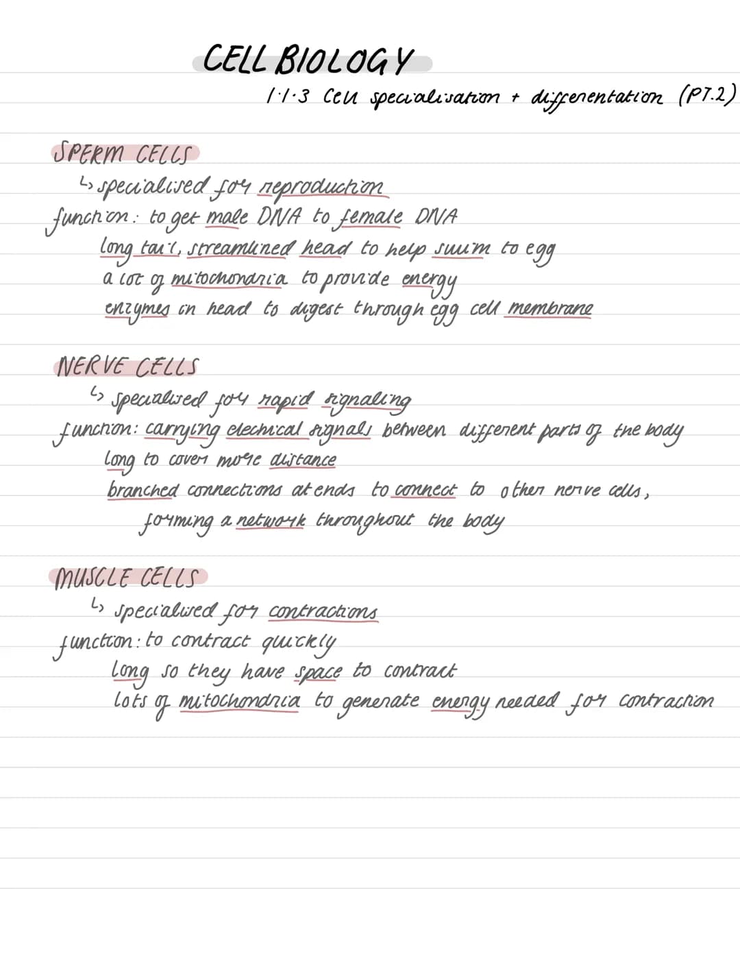 # CELL BIOLOGY
## 1.1.3 Cell specialisation + differentiation (PT.1)
- Differentiation: a cell changing in
order to become specialised
↳