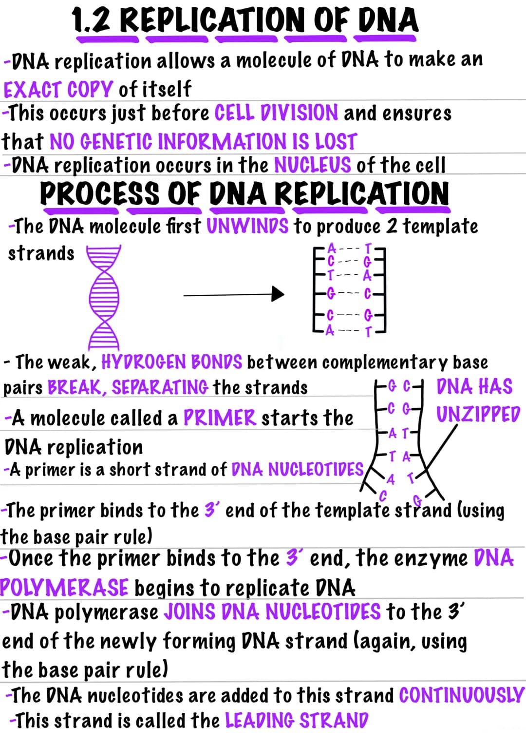 # 1.2 REPLICATION OF DNA
- DNA replication allows a molecule of DNA to make an EXACT COPY of itself
- This occurs just before CELL DIVISION