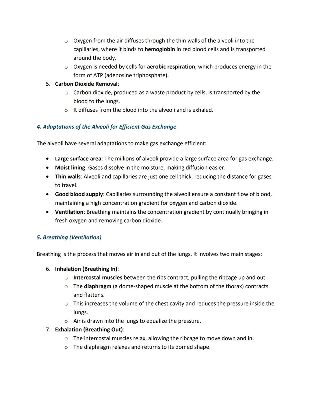 # GCSE Biology Notes on the Lungs
1. Function of the Lungs
- The lungs are the main organs of the respiratory system, responsible for gas