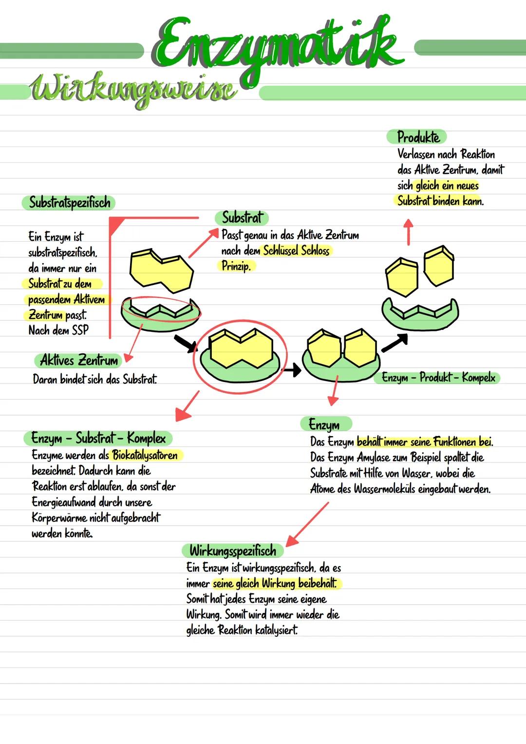 # Enzymatik
# Wirkungsweise
Substratspezifisch
Ein Enzym ist
substratspezifisch,
da immer nur ein
Substrat zu dem
passendem Aktivem
Zentr