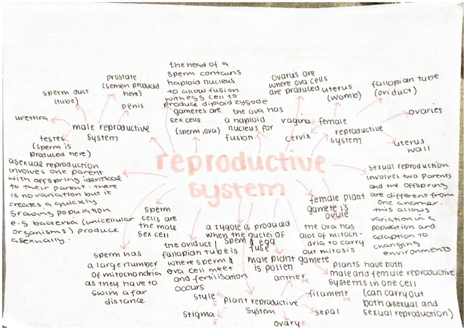 # Reproductive System
## Male Reproductive System
- testes (sperm is Produced here)
- sperm duct (tube)
- urethra
- prostate (semen produce