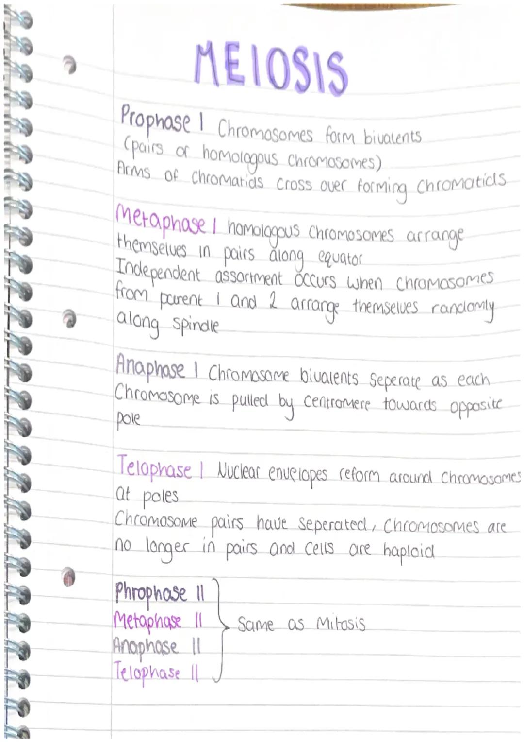 MEIOSIS
Prophase I Chromosomes form bivalents.
(pairs of homologous chromosomes)
Arms of chromatids Cross over forming Chromatids
Metaphas