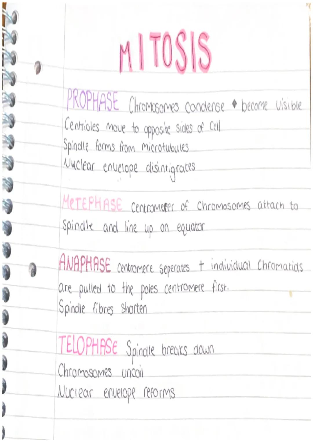 MEIOSIS
Prophase I Chromosomes form bivalents.
(pairs of homologous chromosomes)
Arms of chromatids Cross over forming Chromatids
Metaphas