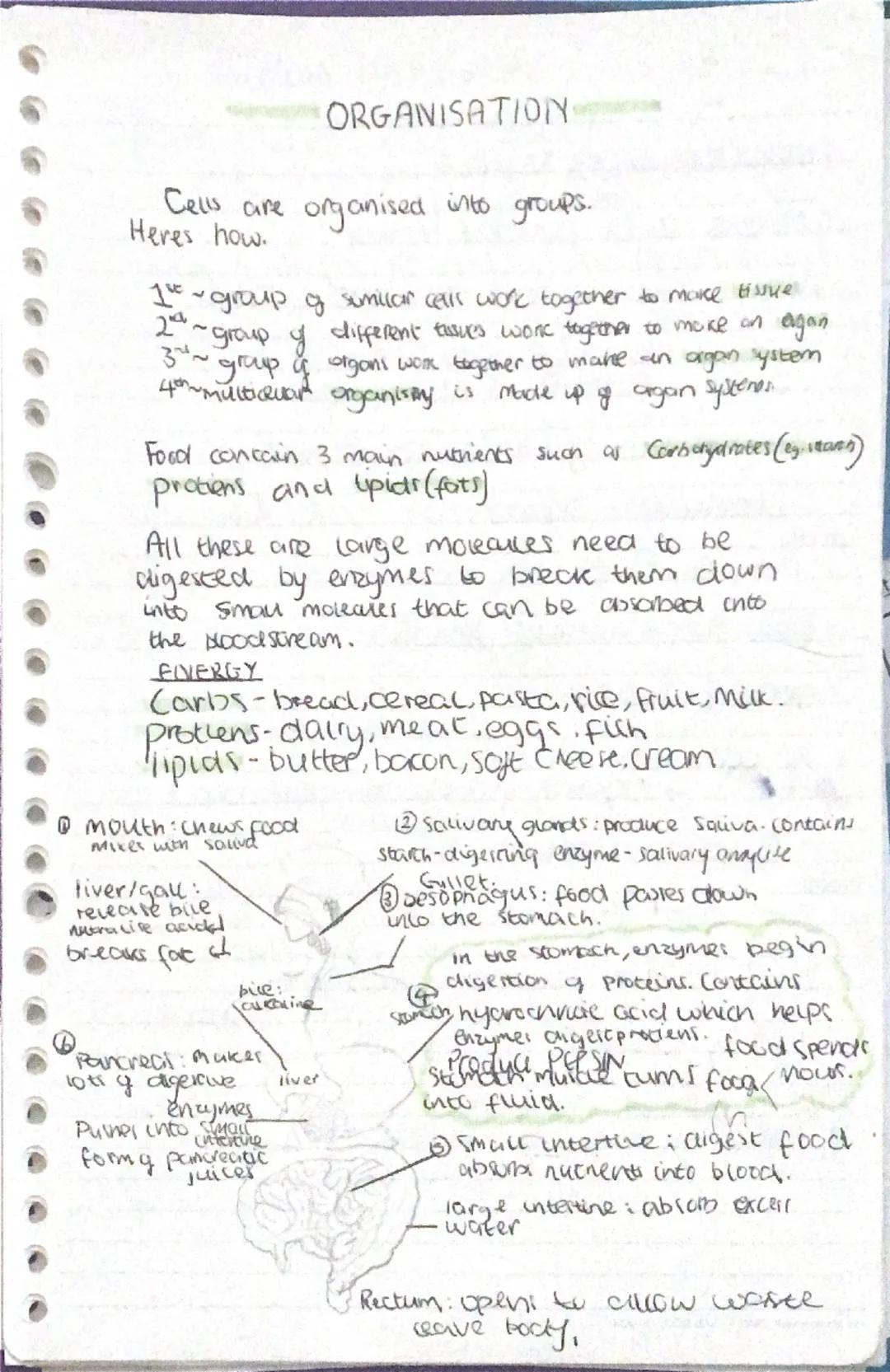 organisation, biology