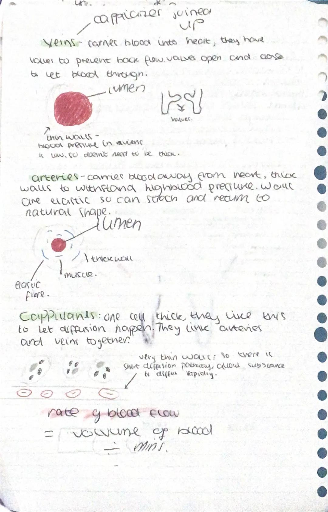 # ORGANISATION
Cells are organised into groups.
Heres how.
1 group of similar cells work together to make tissue
2~group y different tasur