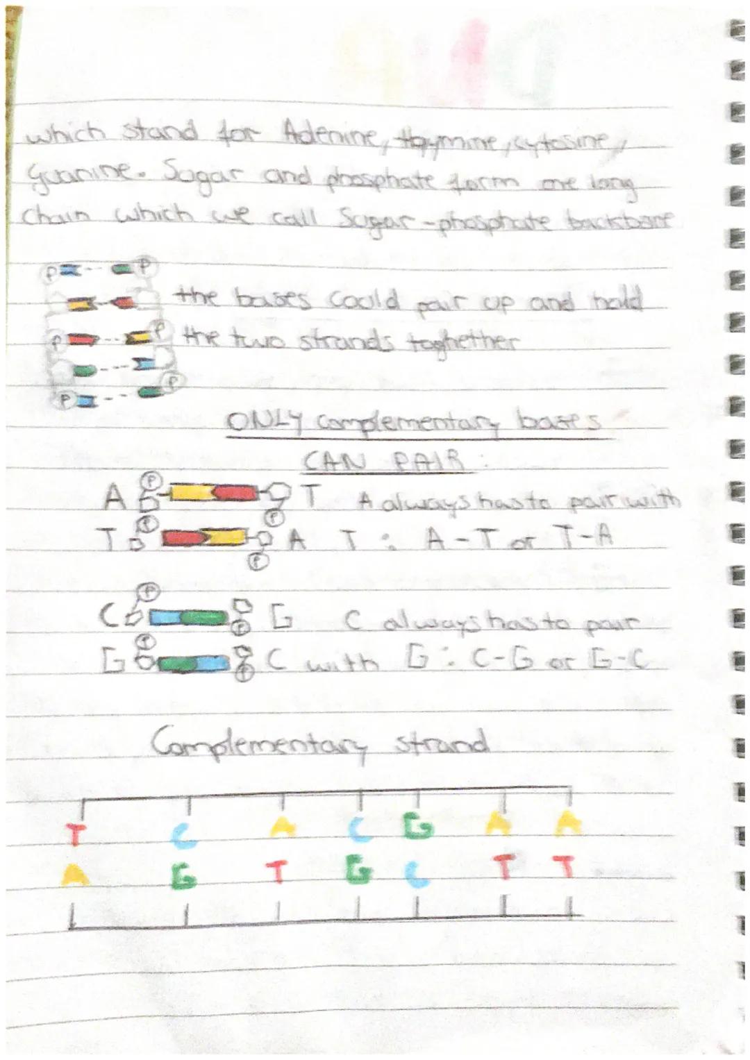 # DNA
DNA is the genetic code which makes up
genes, which are responsible for giving an
organism a specific characteristic.
## The structu