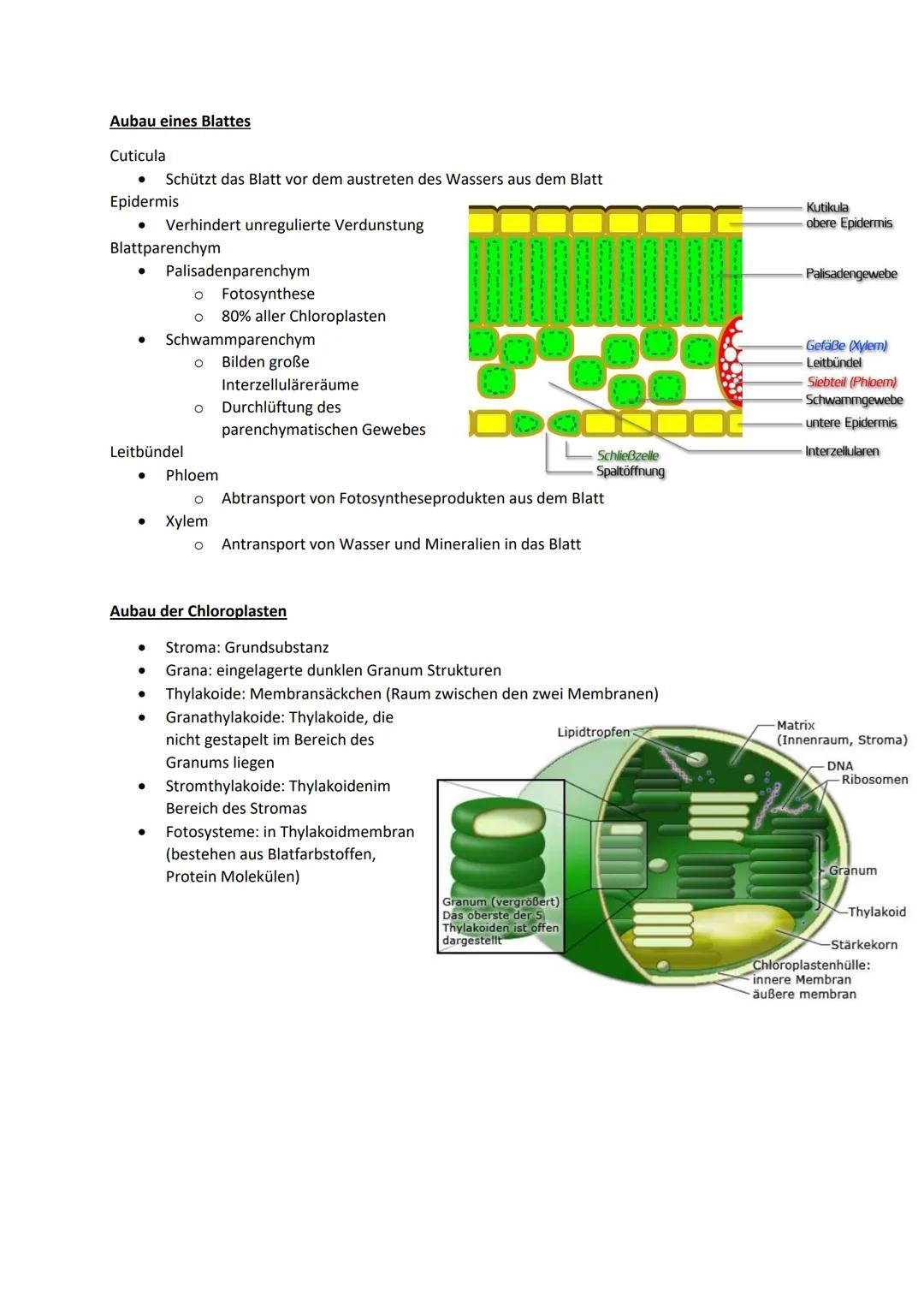 # Ökologie
Definition:
- Wechselwirkungen zwischen Organismen und ihrer Umwelt
- Beziehungen der Organismen untereinander
- Einflüsse von