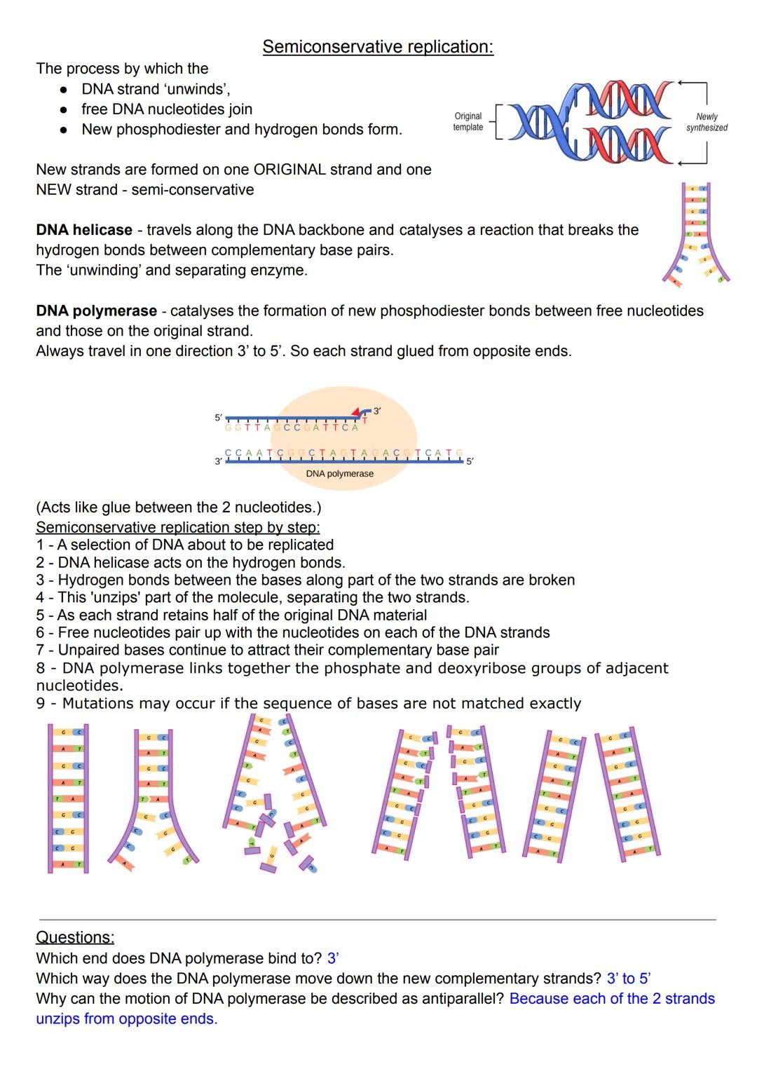 The process by which the
DNA strand 'unwinds',
free DNA nucleotides join
● New phosphodiester and hydrogen bonds form.
●
New strands are for