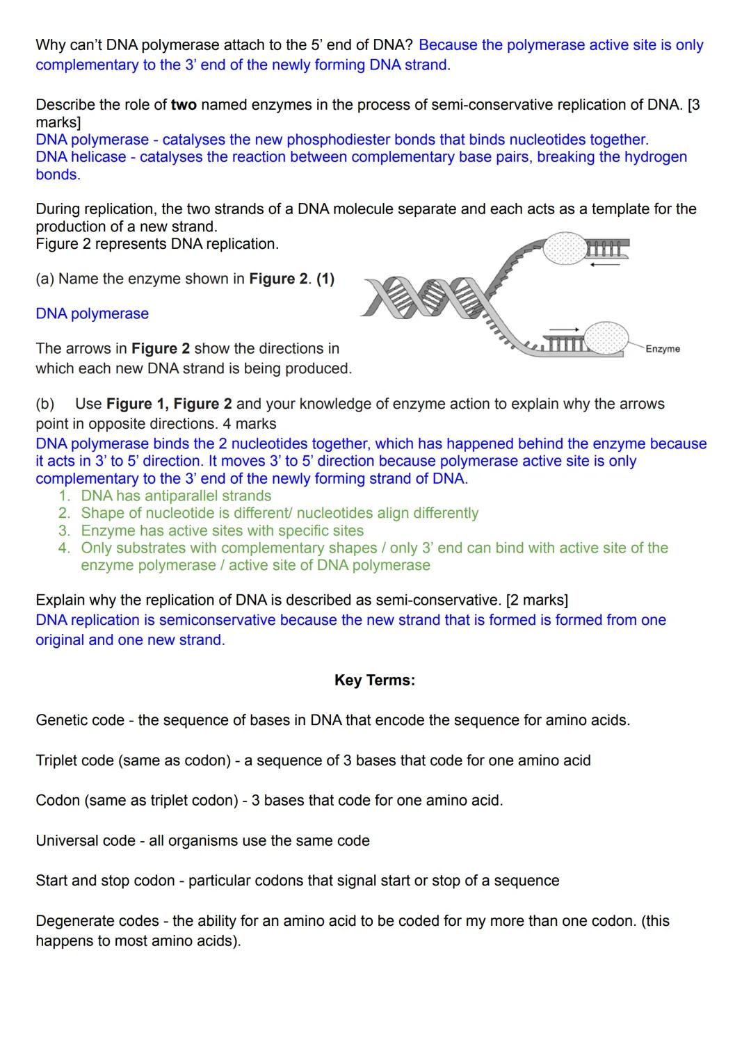 The process by which the
DNA strand 'unwinds',
free DNA nucleotides join
● New phosphodiester and hydrogen bonds form.
●
New strands are for