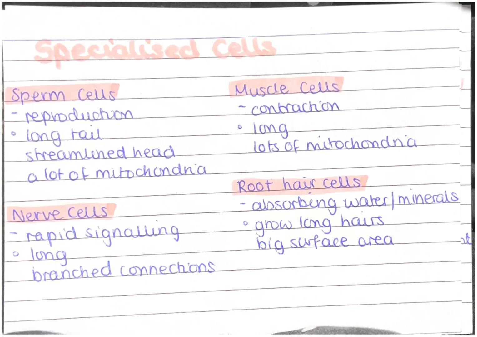 Plant and Animal Cells
Animal Cells
- nucleus
- cytoplasm
- cell membrane
- mitochondna
- nbosomes
Plant Cells
- nucleus
- cytoplasm
- cel
