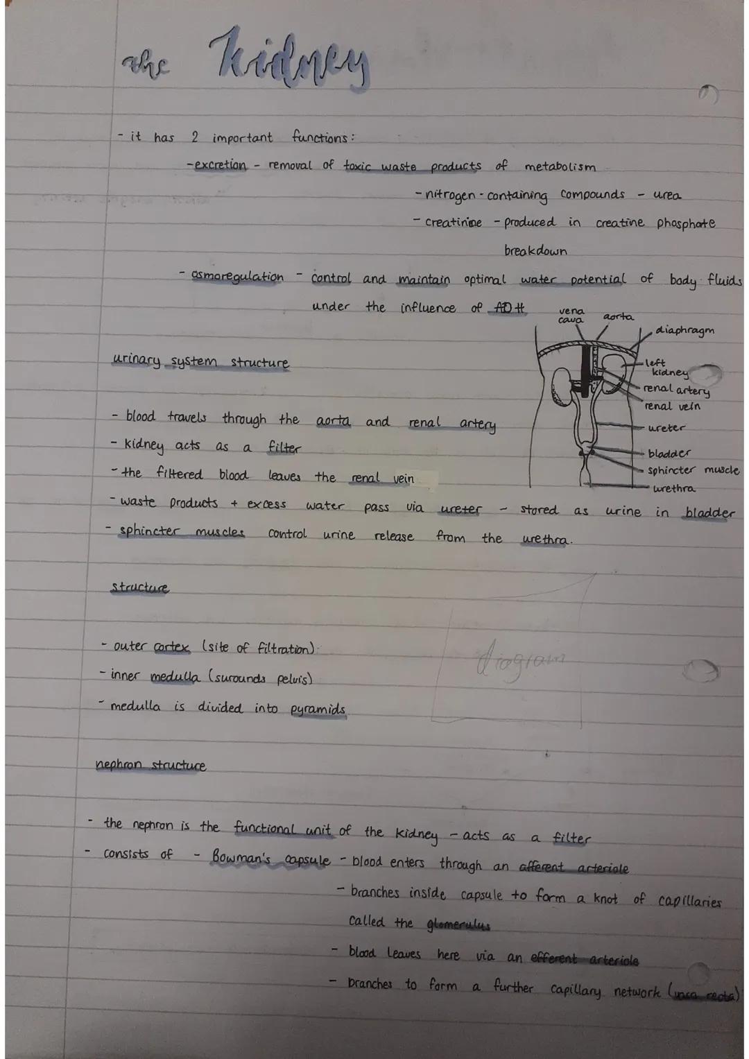 the kidney
- it has
2 important
functions:
-excretion - removal of toxic
urinary system structure
Structure
asmoregulation - control and
und