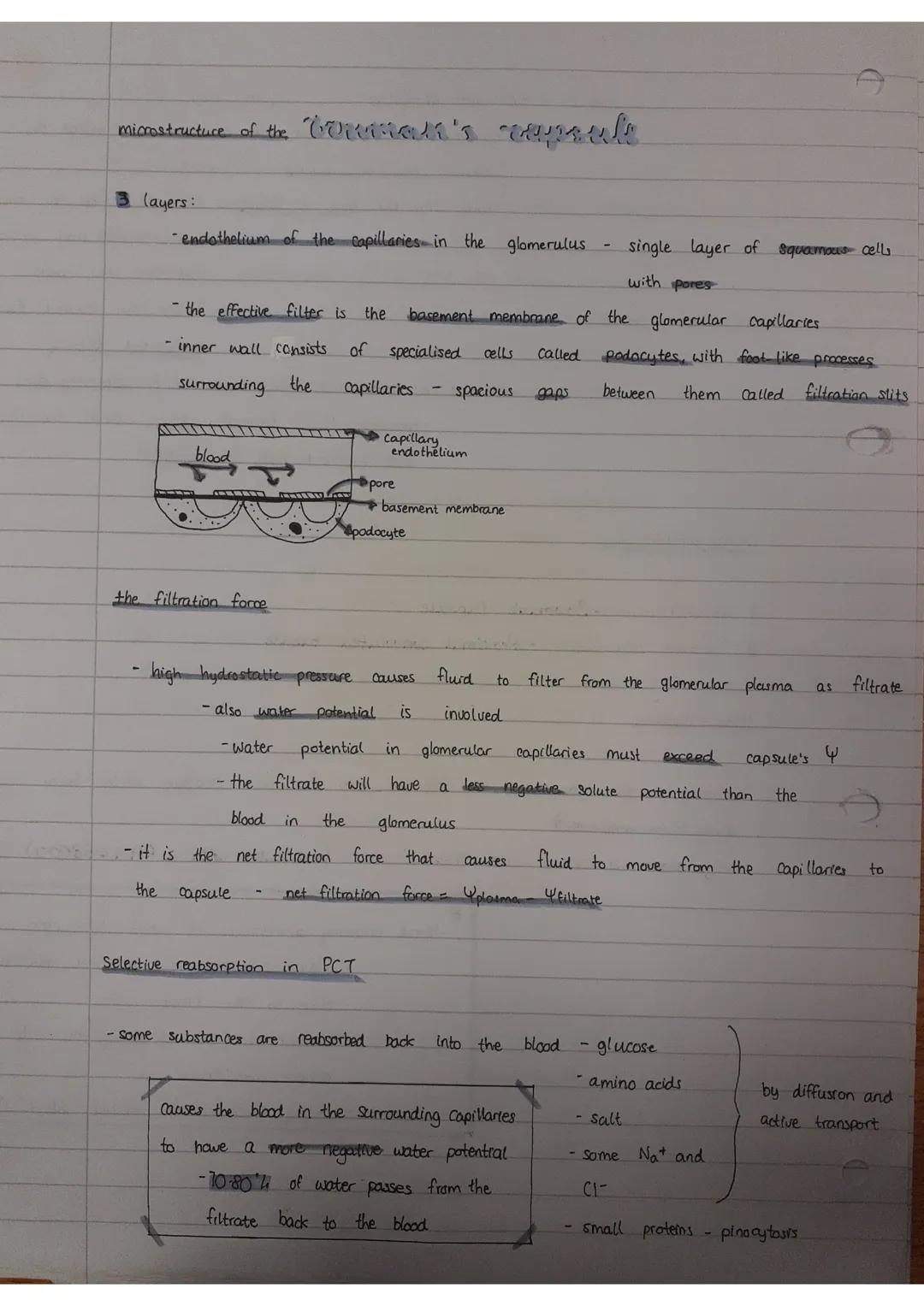 the kidney
- it has
2 important
functions:
-excretion - removal of toxic
urinary system structure
Structure
asmoregulation - control and
und