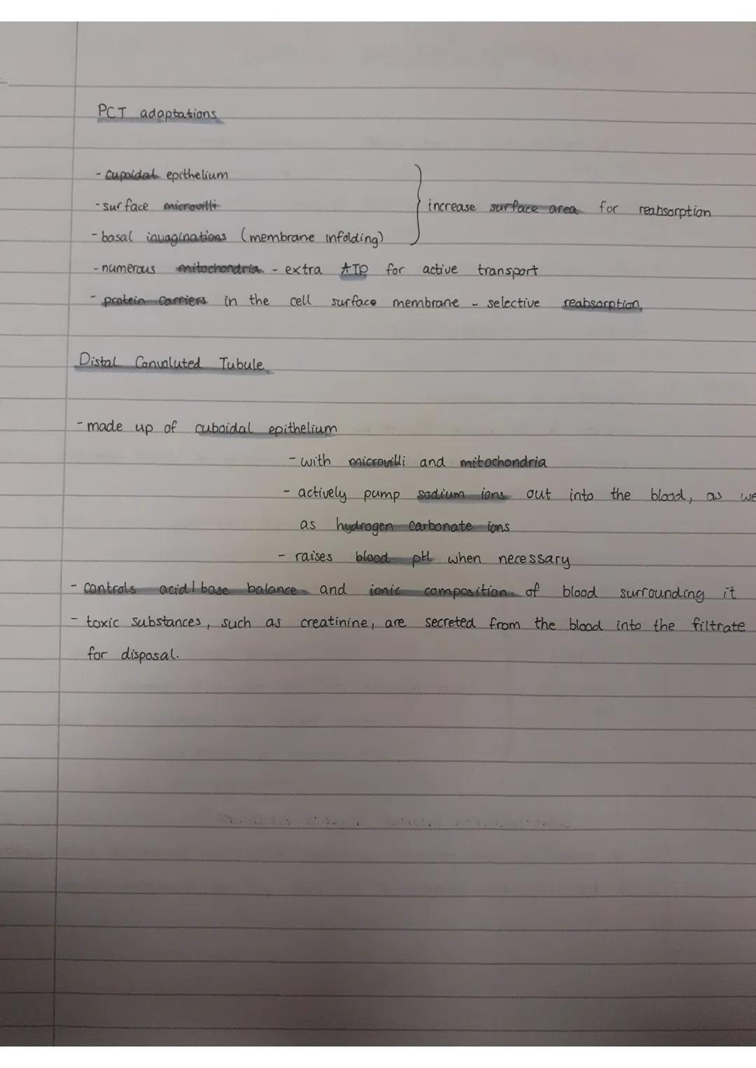 the kidney
- it has
2 important
functions:
-excretion - removal of toxic
urinary system structure
Structure
asmoregulation - control and
und