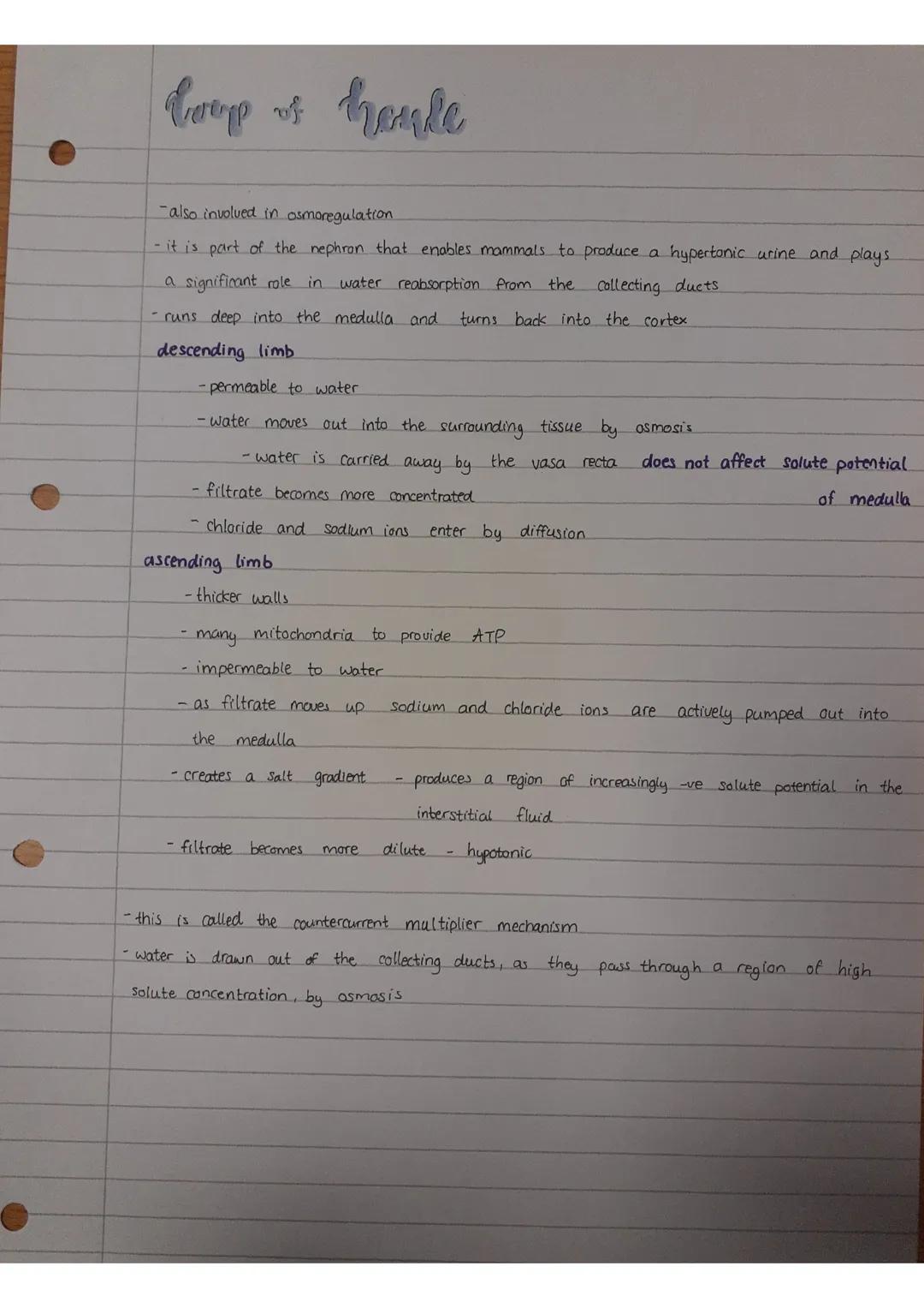 the kidney
- it has
2 important
functions:
-excretion - removal of toxic
urinary system structure
Structure
asmoregulation - control and
und