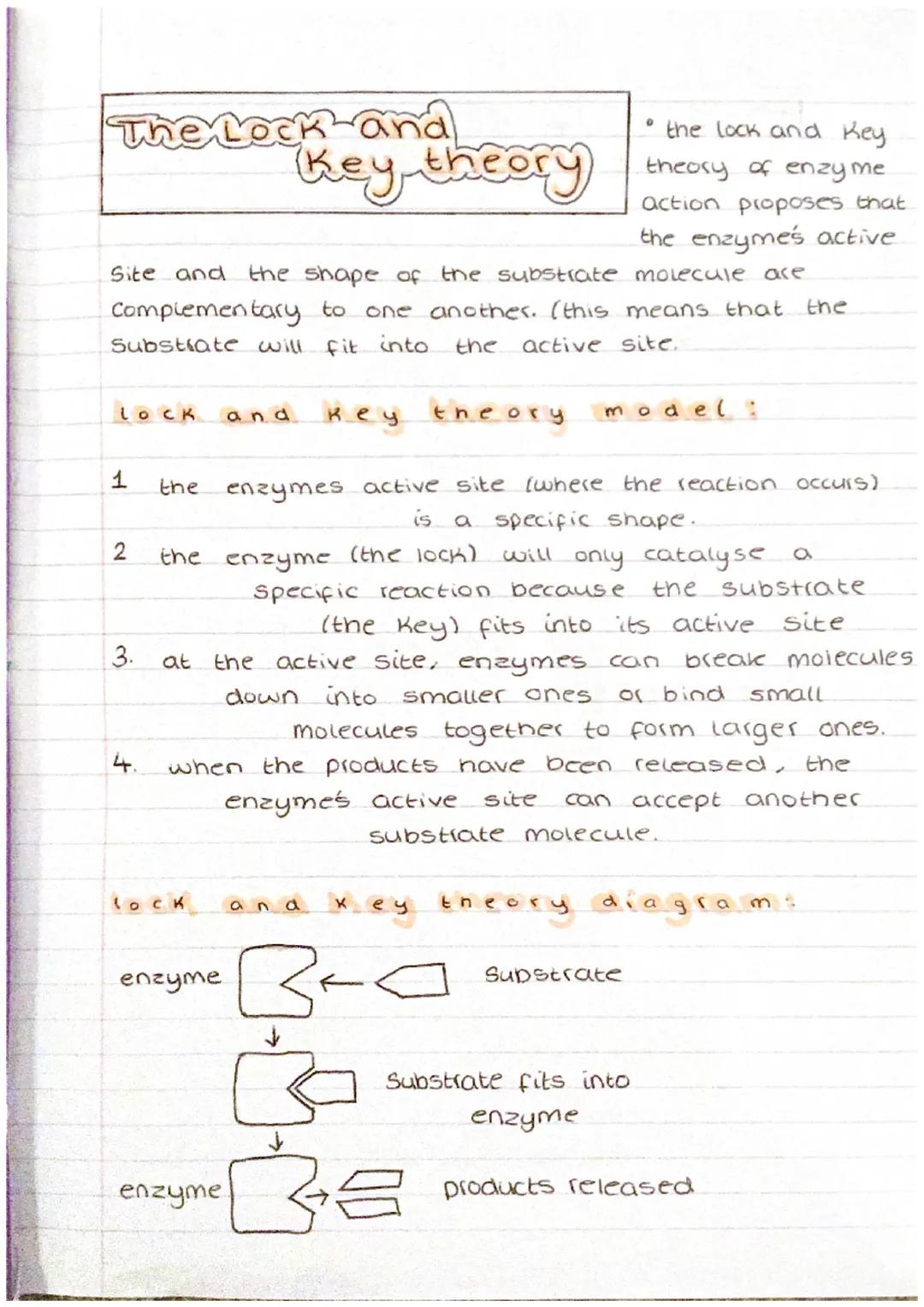 The Lock-and
Key theory
1
Site and the shape of the substrate molecule are
Complementary to one another. (this means that the
Substrate will
