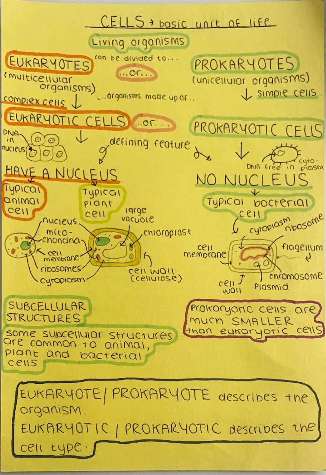 cells biology foundation paper 1