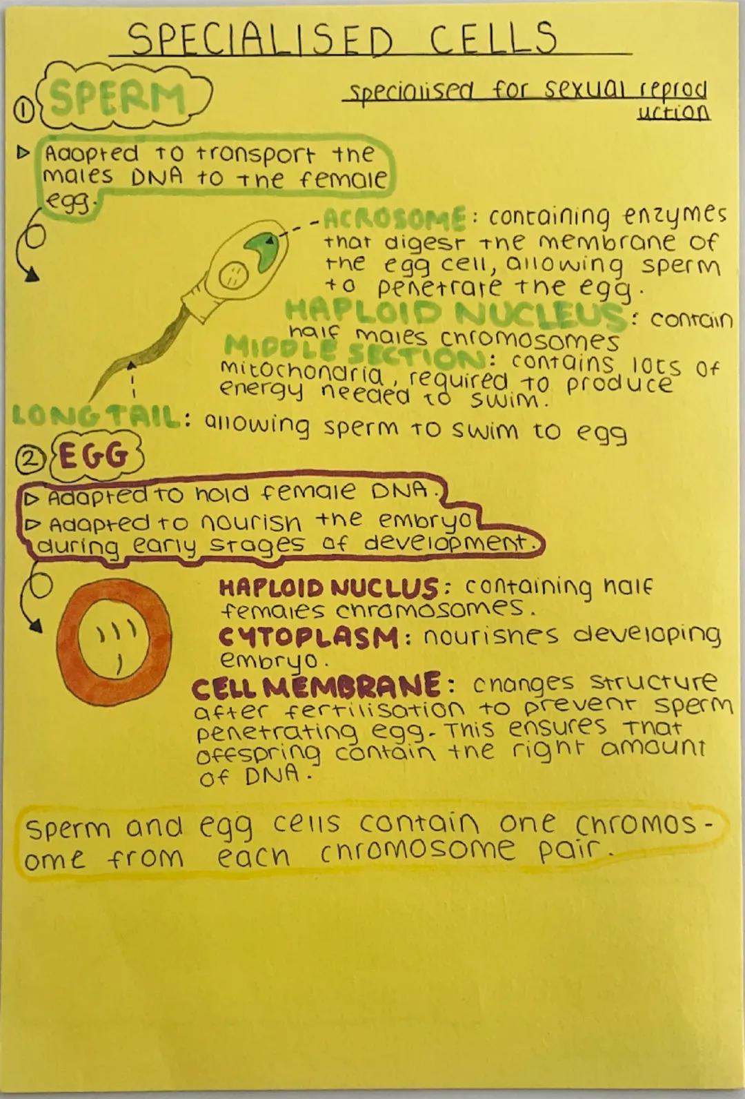 # CELLS basic unit of life
Living organisms
EUKARYOTES
can be divided to...
...٥٢...
PROKARYOTES
(unicellular organisms)
(multicellonisms)