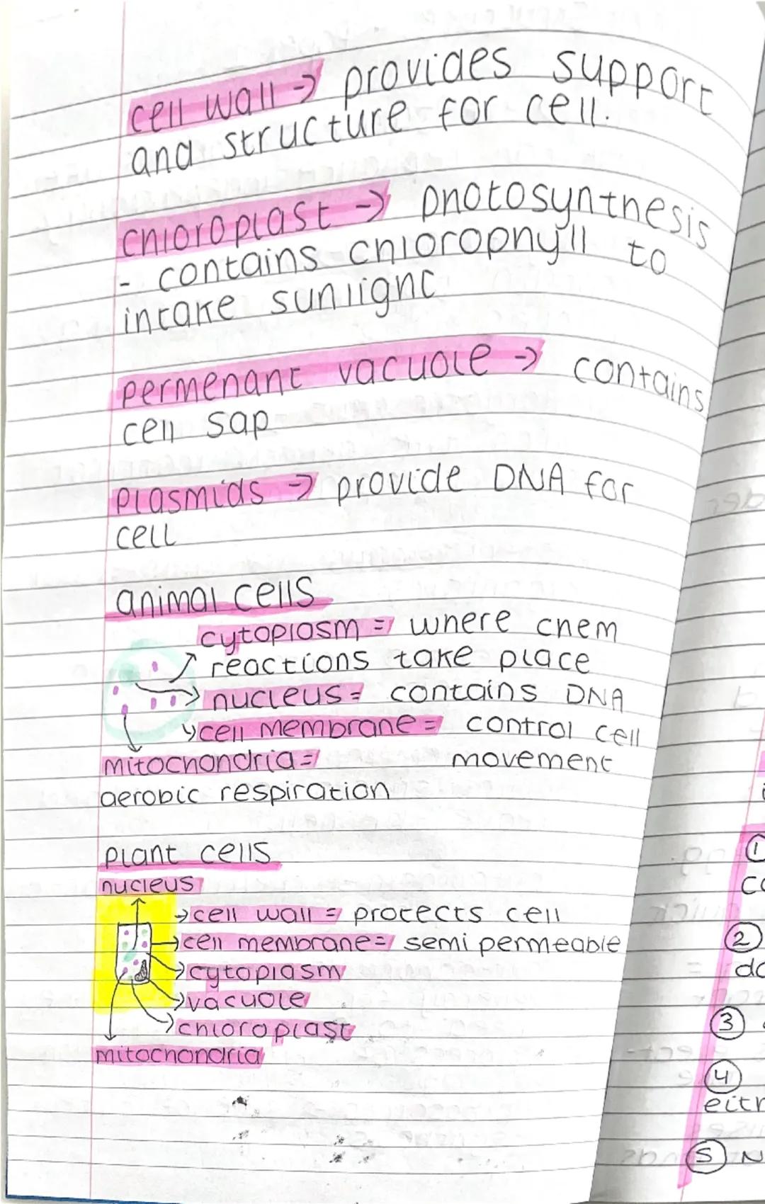 # CELLS basic unit of life
Living organisms
EUKARYOTES
can be divided to...
...٥٢...
PROKARYOTES
(unicellular organisms)
(multicellonisms)