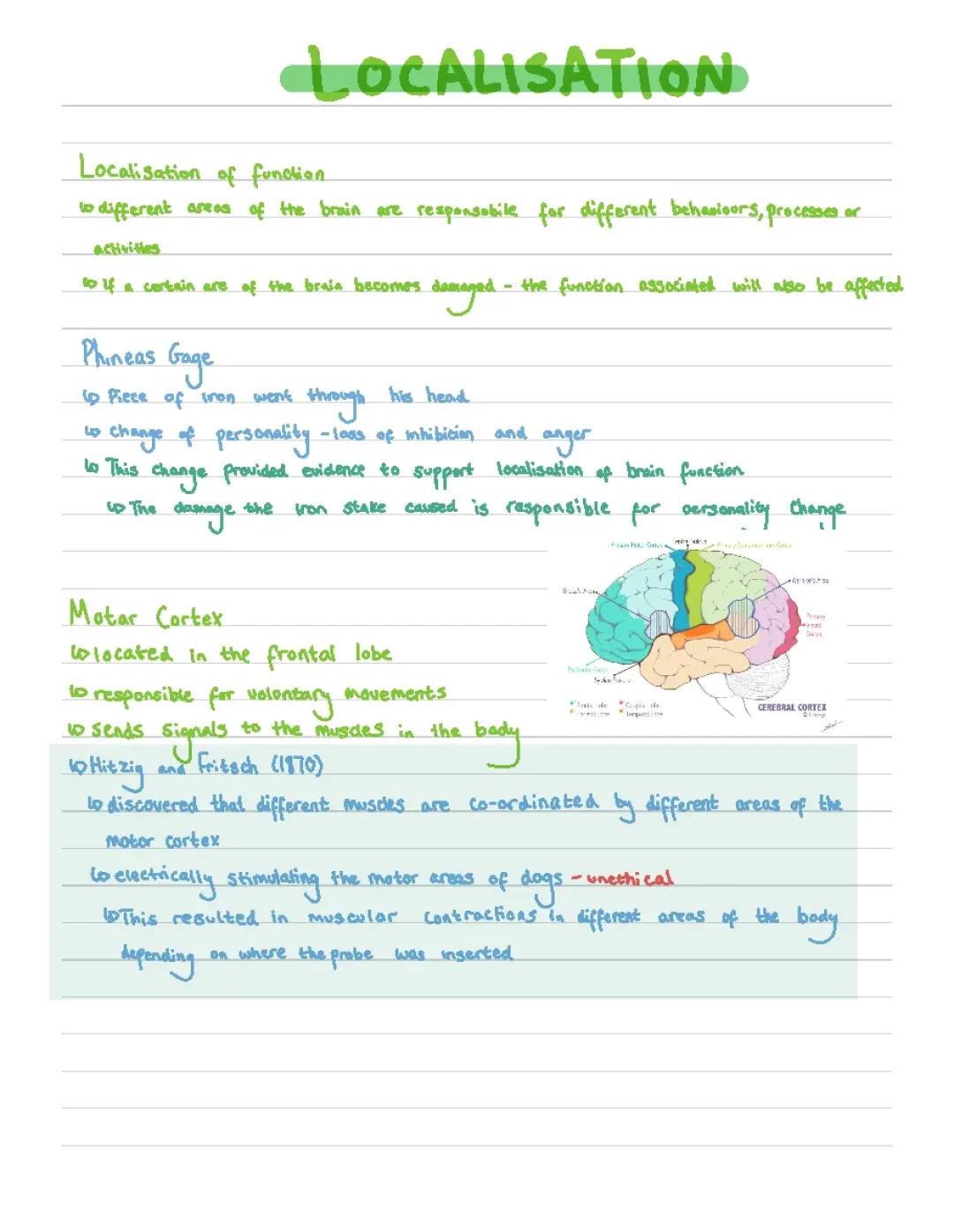 Localisation of brain function notes