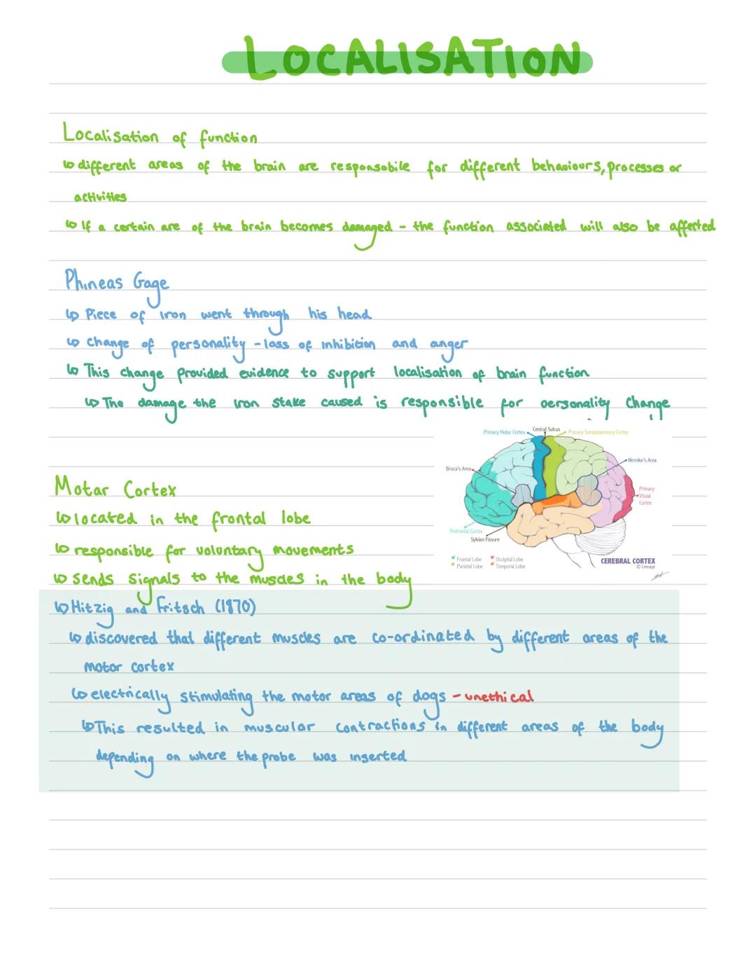 LOCALISATION
Localisation of function.
to different areas of the brain are responsabile for different behaviours, processes or
activities
to
