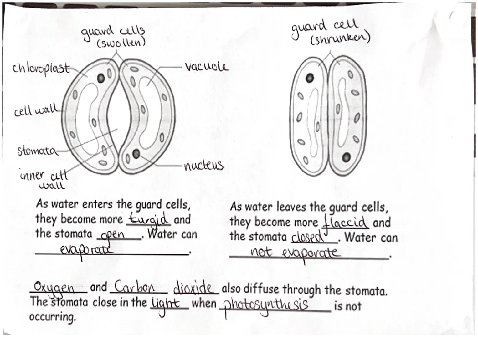 Transpiration
tissue transports water and dissolved
mineral ions from roots -> leaves
Xylem
2) water enters roots through root hair
cells
Wa