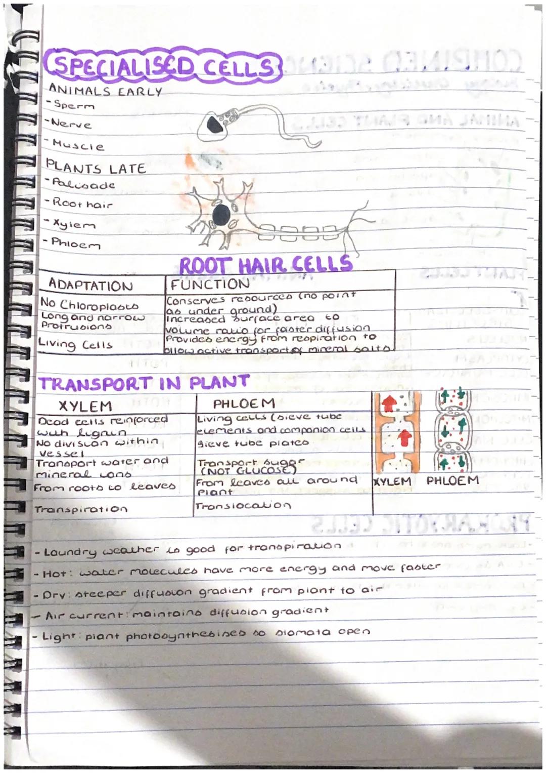 COMBINED SCIENCE WAS GERHARGE)
Biology Chemistry, Physice
✓
ANIMAL AND PLANT CELLS
Nucleus cytoplasm
cell membrane
Mitochondria
Vacuole
Chlo