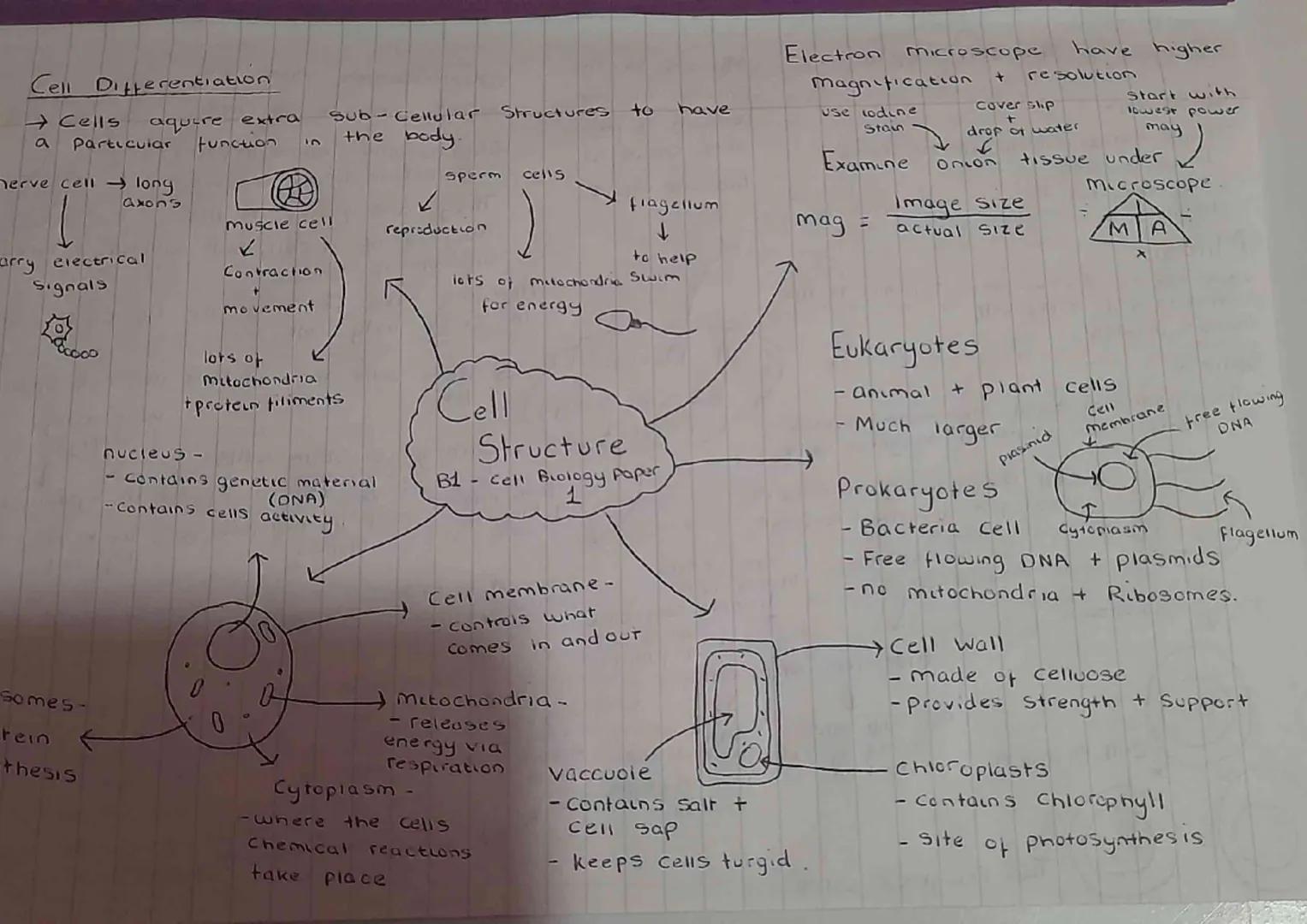 Cell Differentiation
→Cells aquere extra Sub-Cellular Structures to have
a Particular function in the body.
nerve cell long
Axons
carry ele