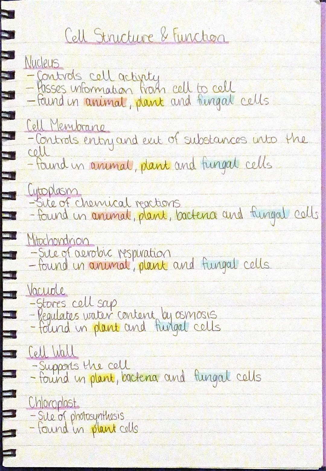 Cell Structure & Function
Nucleus
•Controls cell actipty
-Passes information from cell to cell
- found in animal, plant and fungal cells
Cel