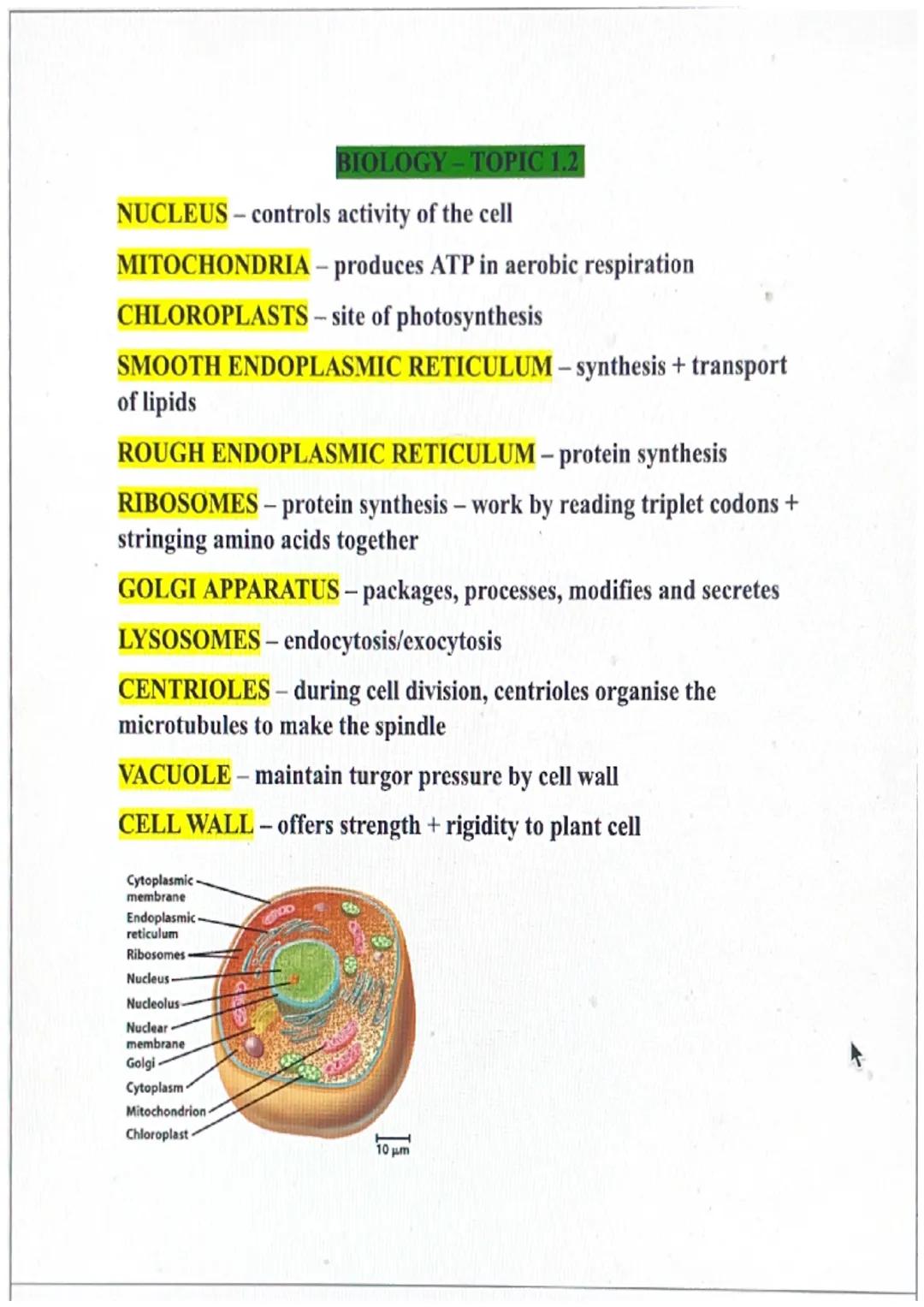 NUCLEUS - controls activity of the cell
MITOCHONDRIA - produces ATP in aerobic respiration
CHLOROPLASTS-site of photosynthesis
BIOLOGY-TOPIC