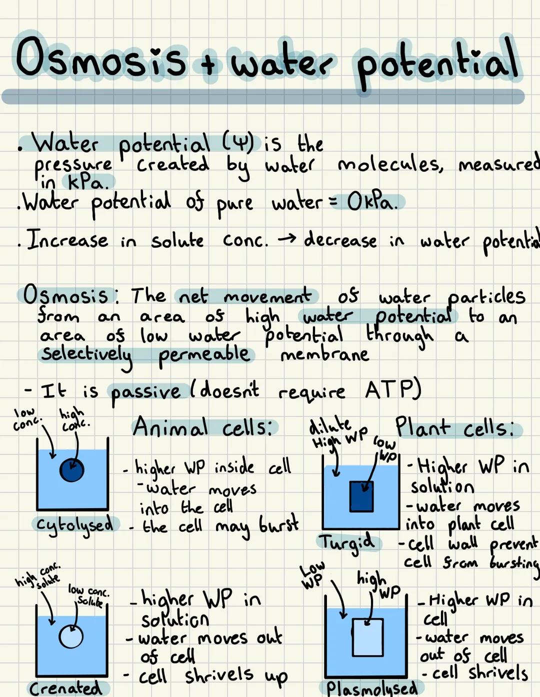 # Osmosis + water potential
- Water potential (4) is the
pressure created by water molecules, measured
in kPa.
- Water potential of pure wa