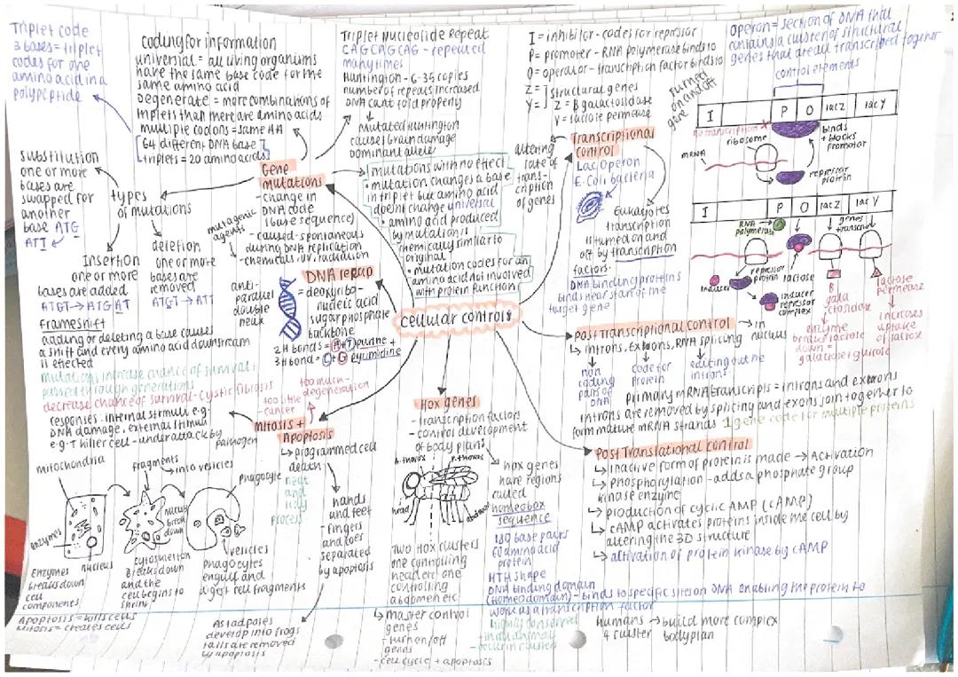 cellular control mindmap