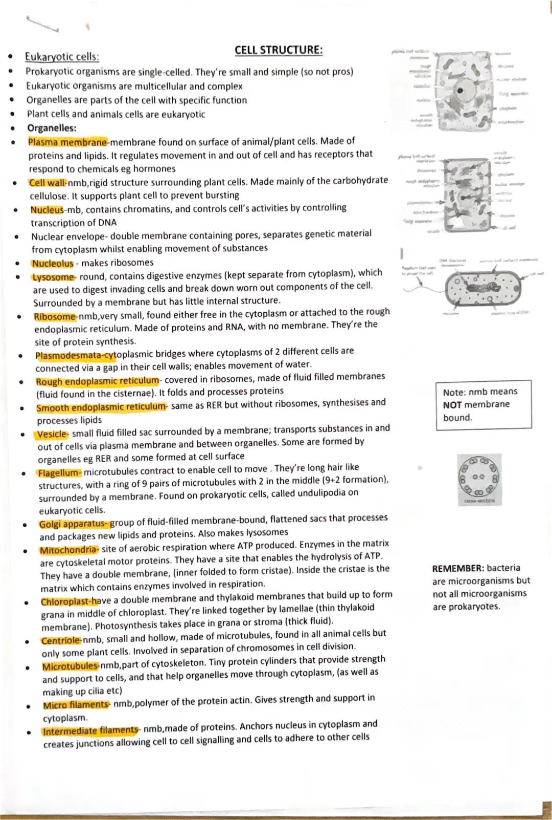 CELL STRUCTURE:
● Eukaryotic cells:
Prokaryotic organisms are single-celled. They're small and simple (so not pros)
Eukaryotic organisms are
