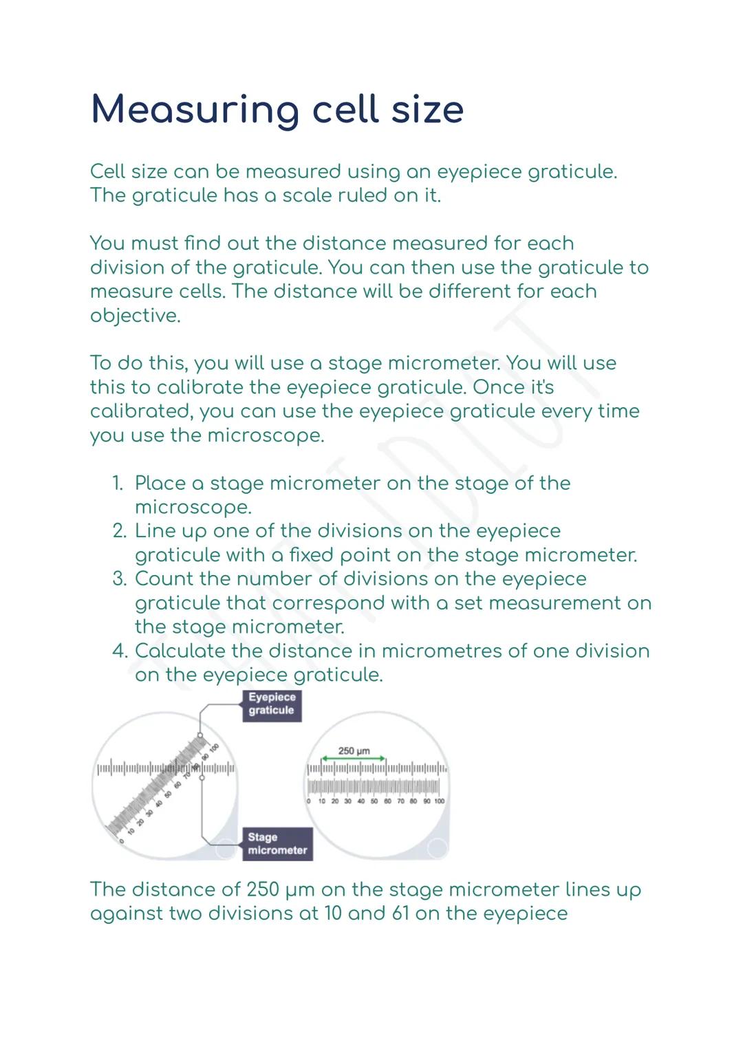 # Measuring cell size
Cell size can be measured using an eyepiece graticule.
The graticule has a scale ruled on it.
You must find out the