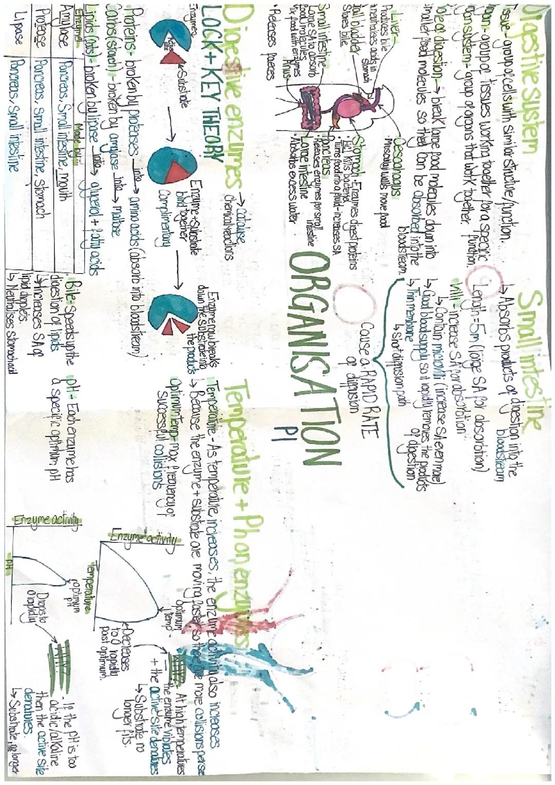 Organisation biology