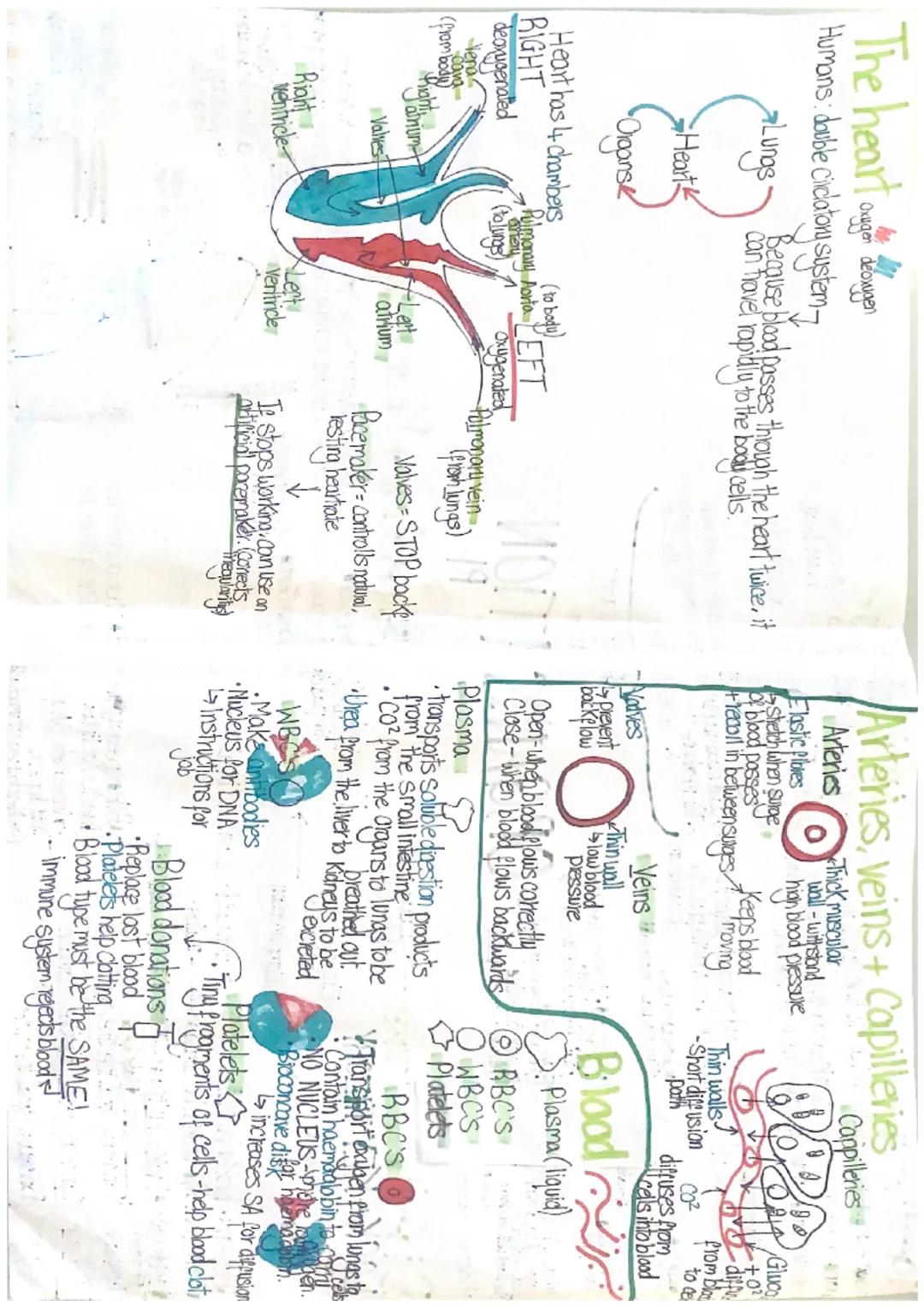 Digestive system
Tissue-group of cells with similar structure/function...
lgani- group of tissues working together for a
gan system - group