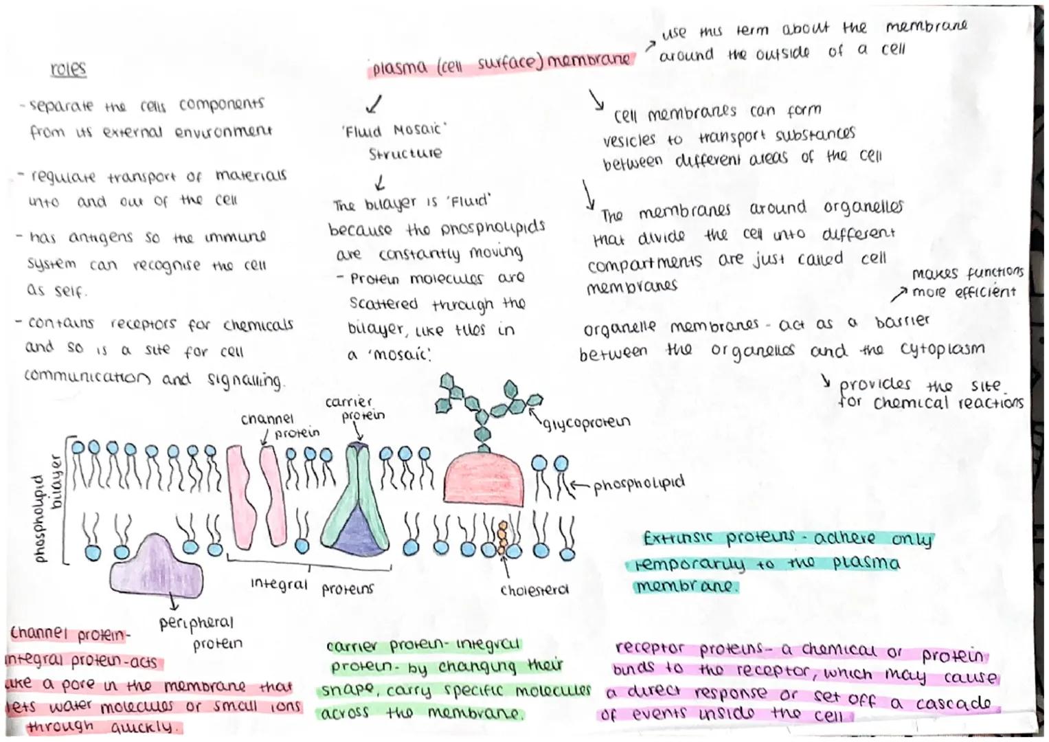 roles
·separate the cells components
from its external environment
· regulate transport of materials
into and out of the cell
- has antigens